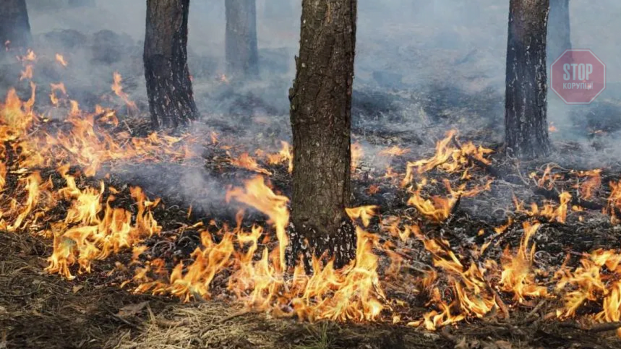 На Харківщині горить хвойний ліс