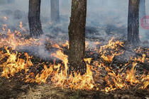 На Харківщині горить хвойний ліс