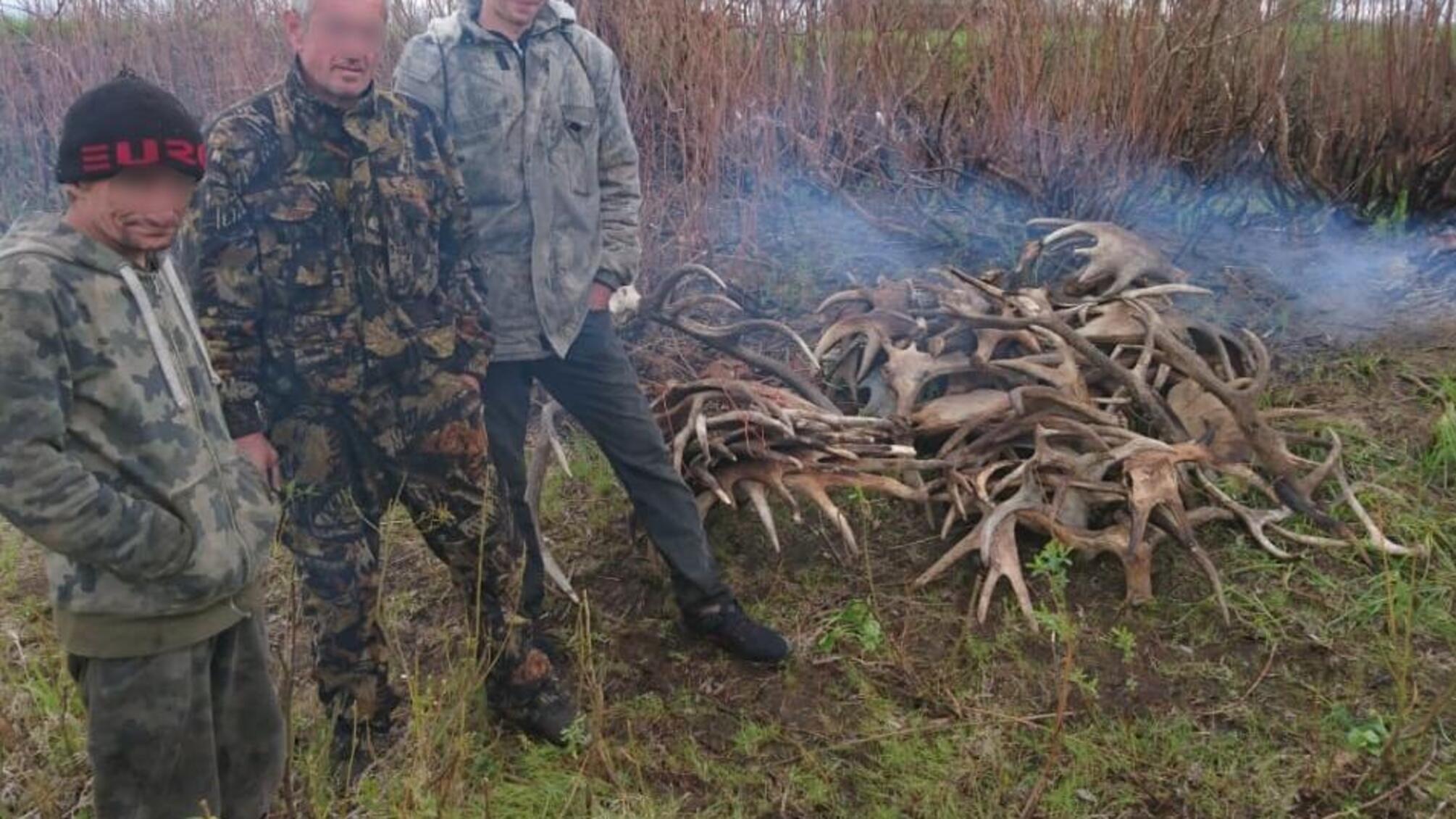 У зоні ЧАЕС поліція виявила чоловіків, які намагалися вивезти велику кількість лосячих ріг