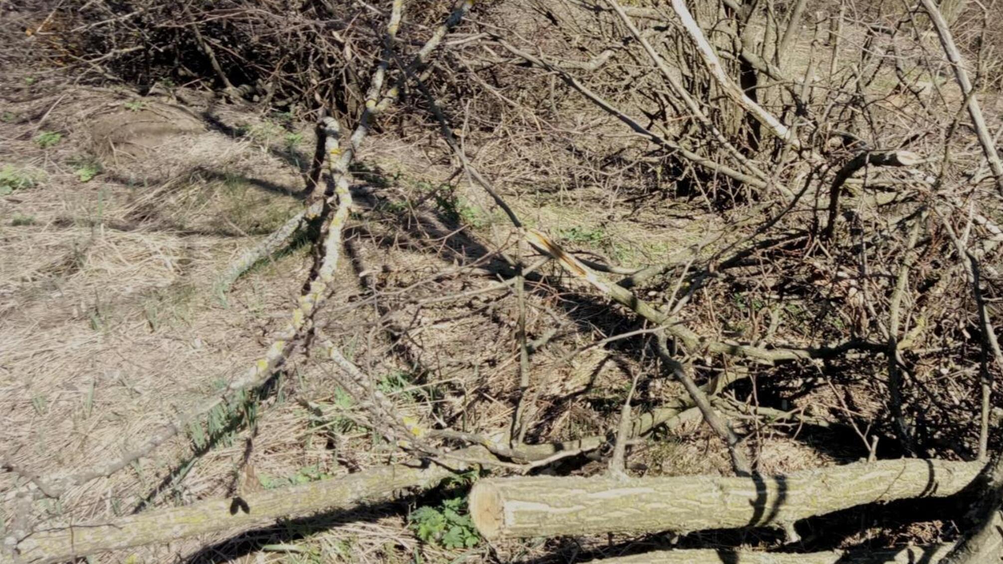 Поліція Київщини повідомила про підозру чоловіку, який займався незаконною вирубкою дерев