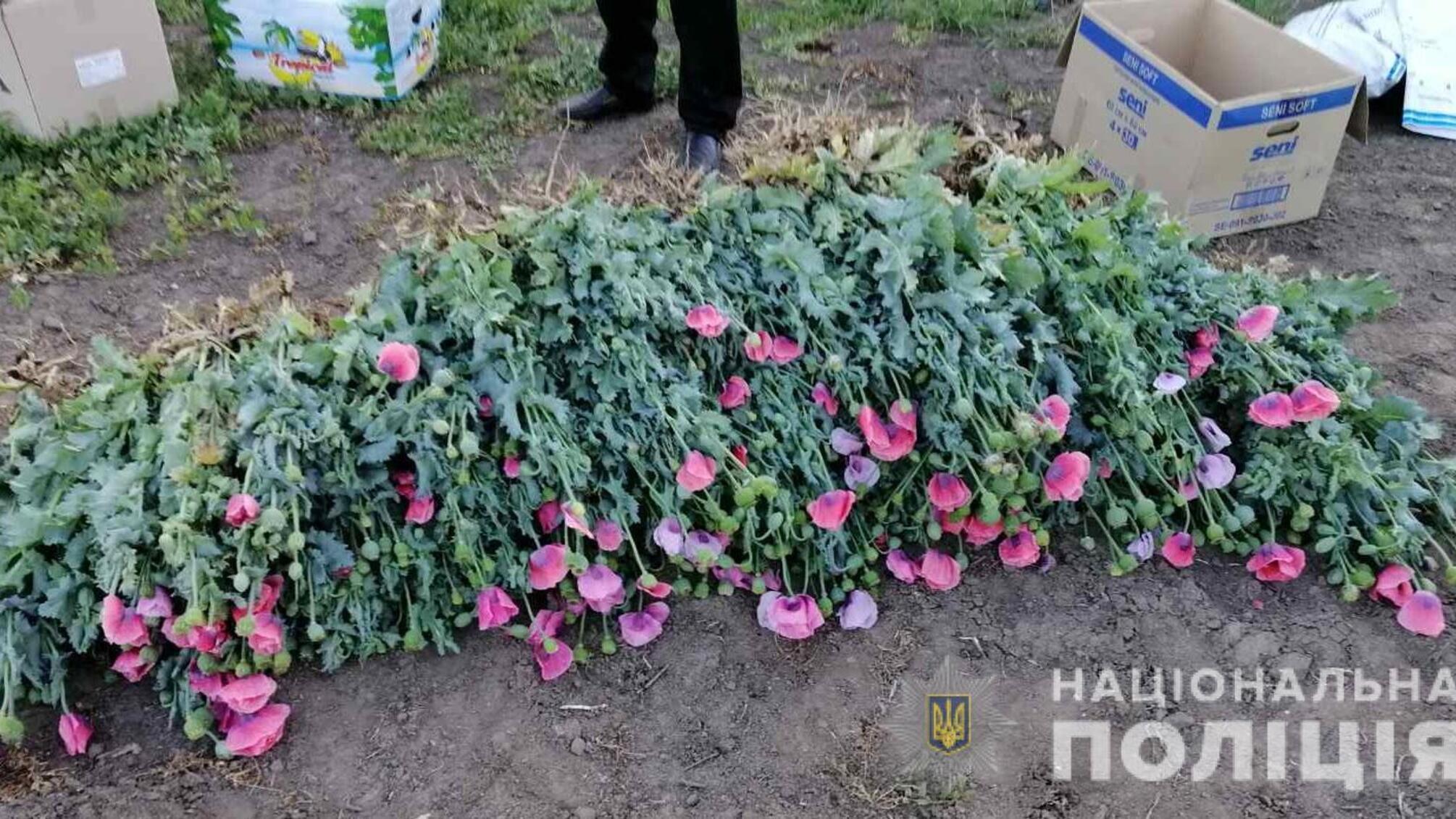 Поліцейські притягують до кримінальної відповідальності жителя Саратського району за вирощування снодійного маку