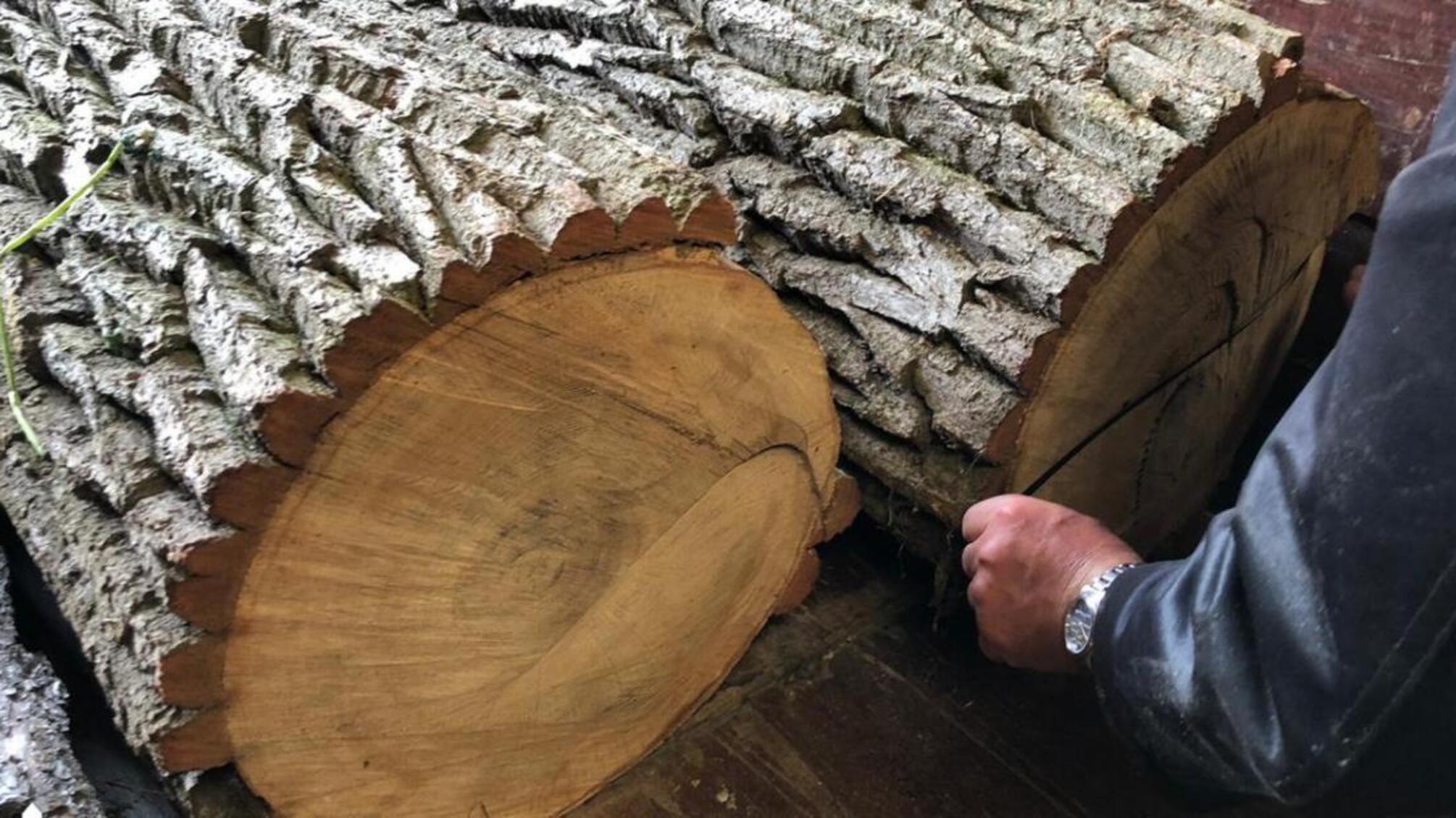 Хабар та незаконна вирубка і збут деревини – ДБР затримало прикордонника