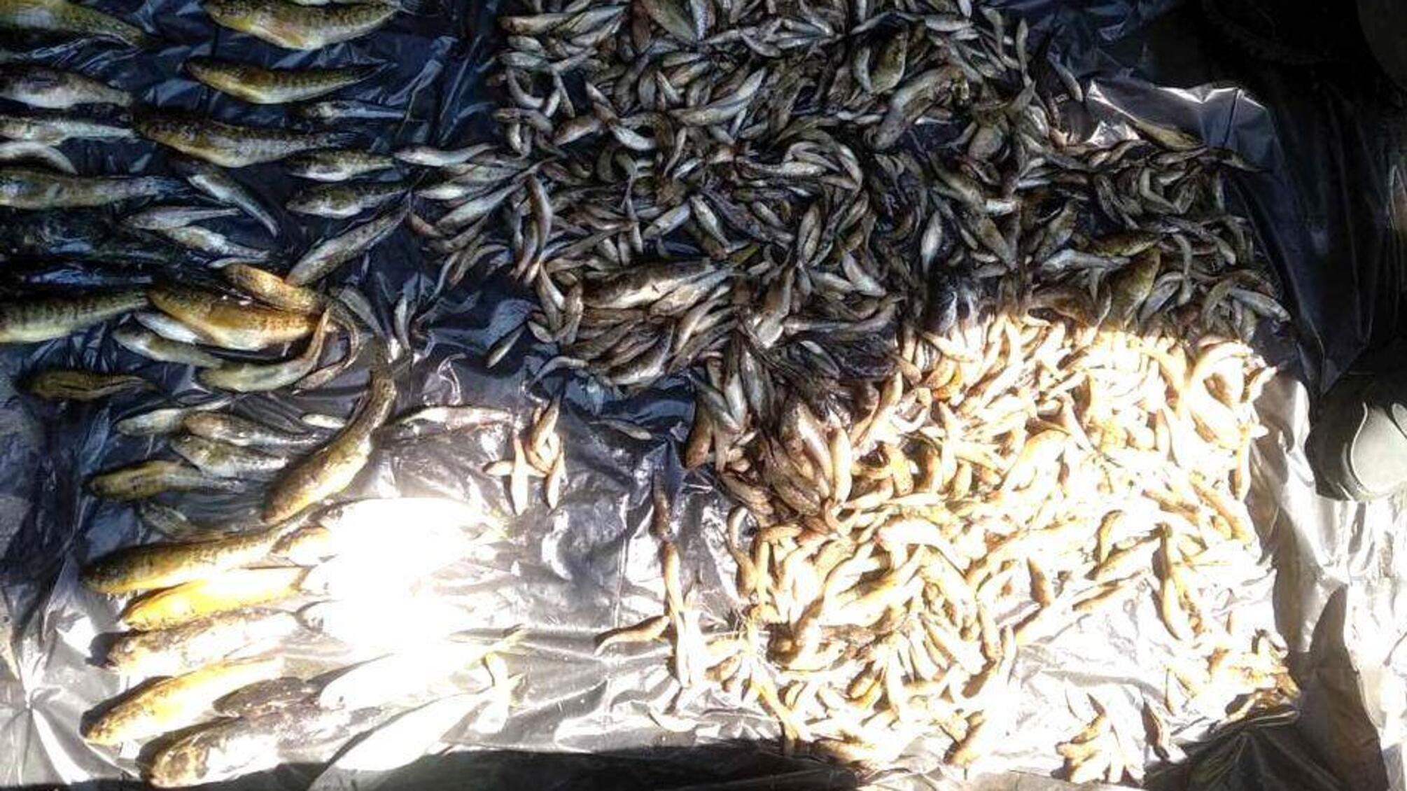 У Скадовському районі поліцейські зупинили автомобіль, водій якого перевозив 40 кг незаконно виловлених креветок та риби