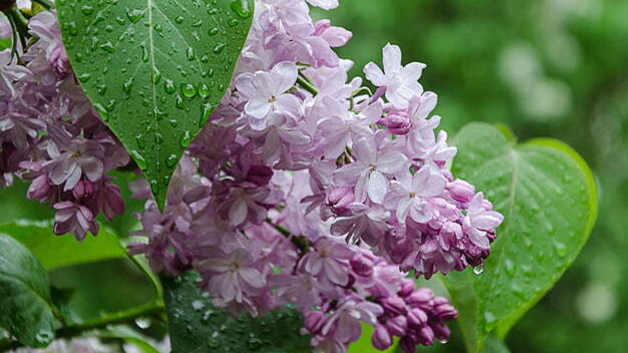 Українцям на вихідні прогнозують дощі, місцями - заморозки