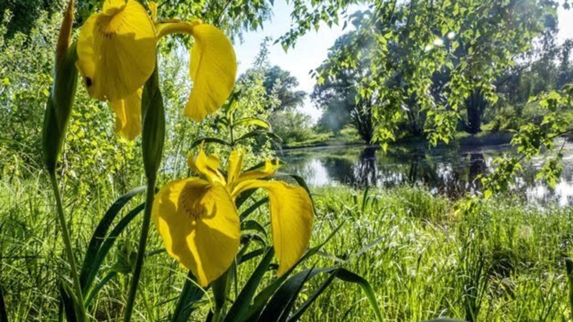 18 травня: народний календар і астровісник