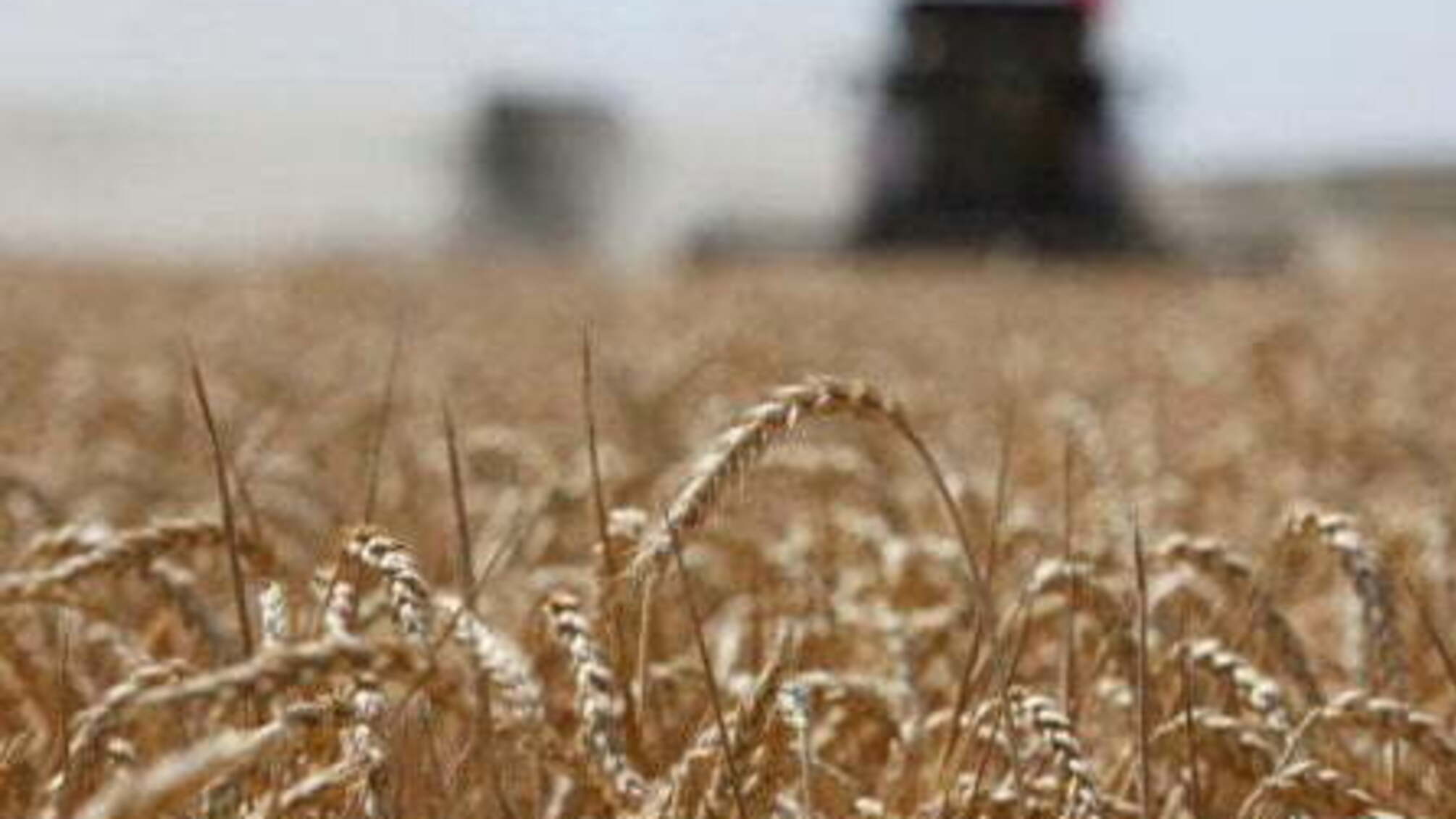 У Мінекономіки повідомили прогноз щодо врожаю зерна