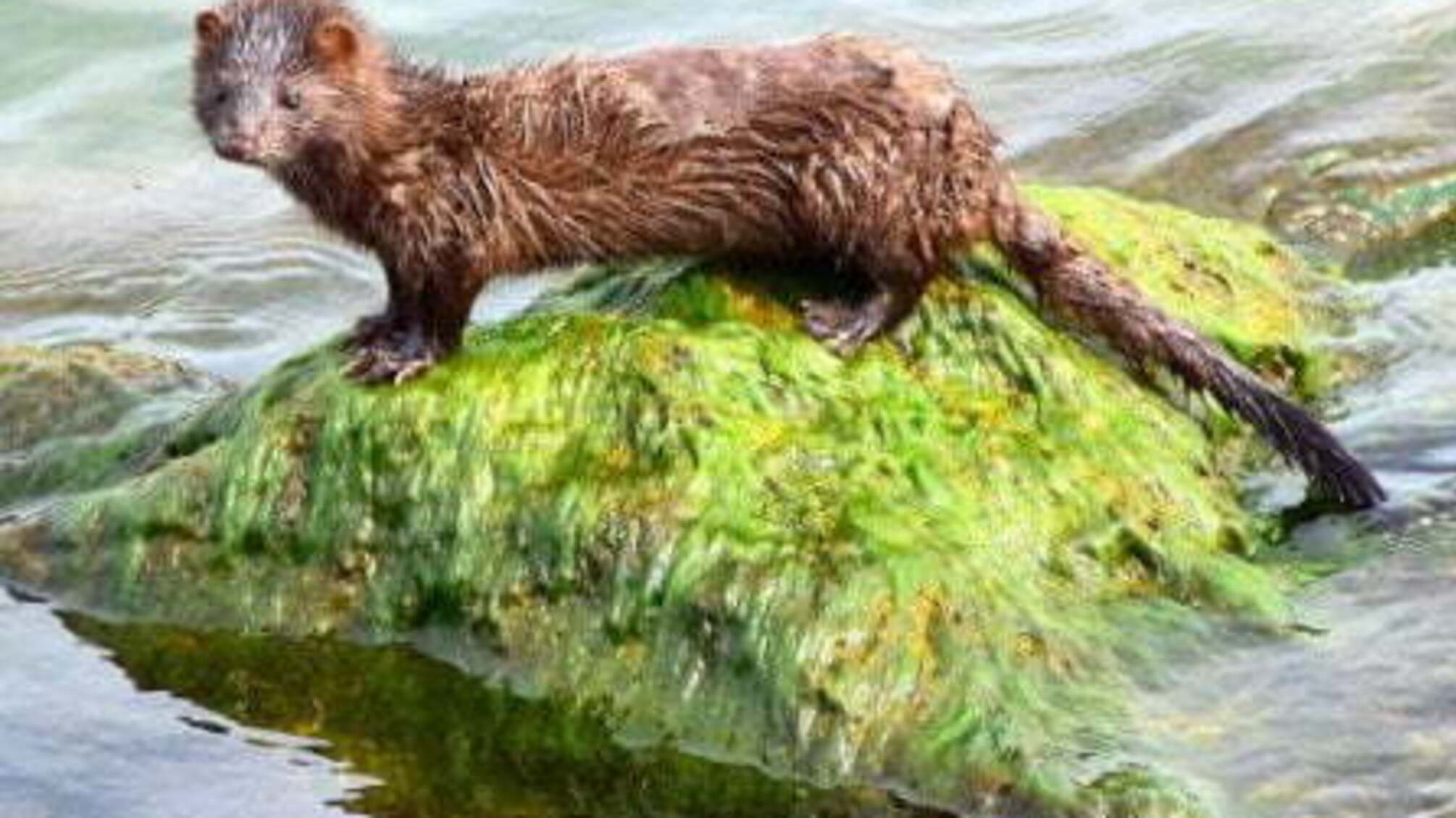 Covid-19 передається від тварини до людини. Зафіксували перший випадок