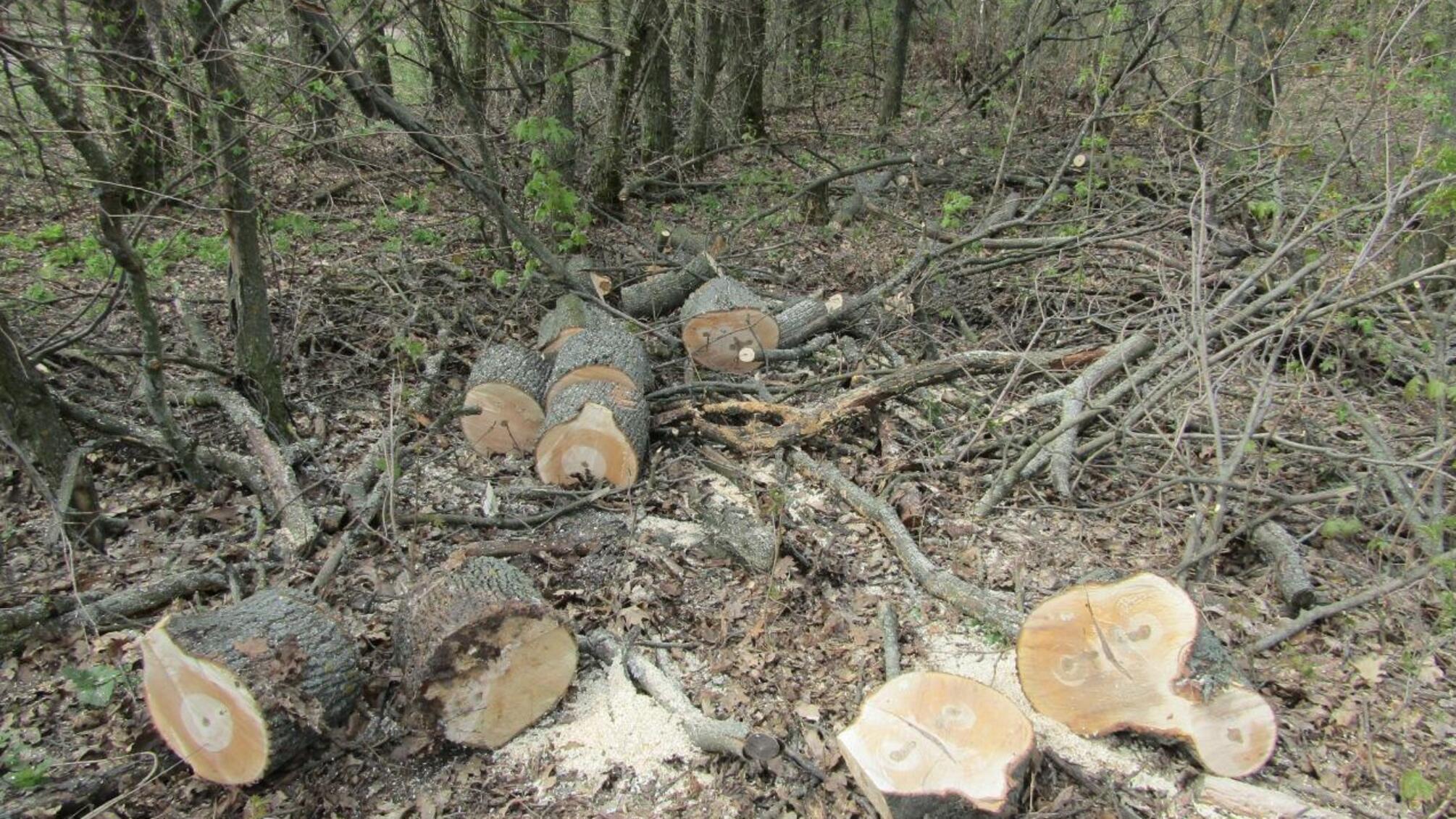 Поліцейські Київщини оголосили про підозру чоловікові, який займався незаконною вирубкою лісу