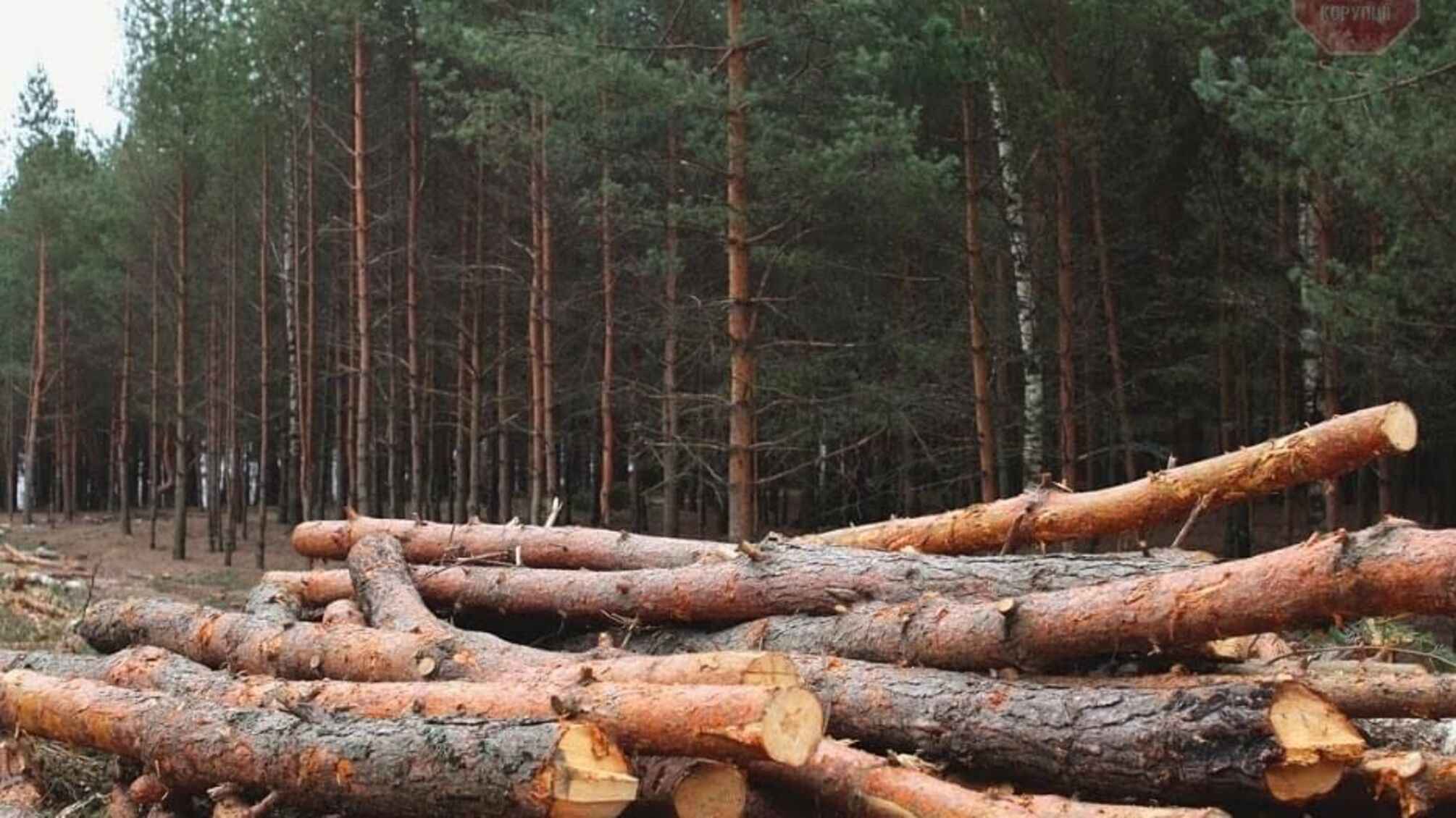 У столичній Пущі-Водиці незаконно вирубують ліс - депутат Київради