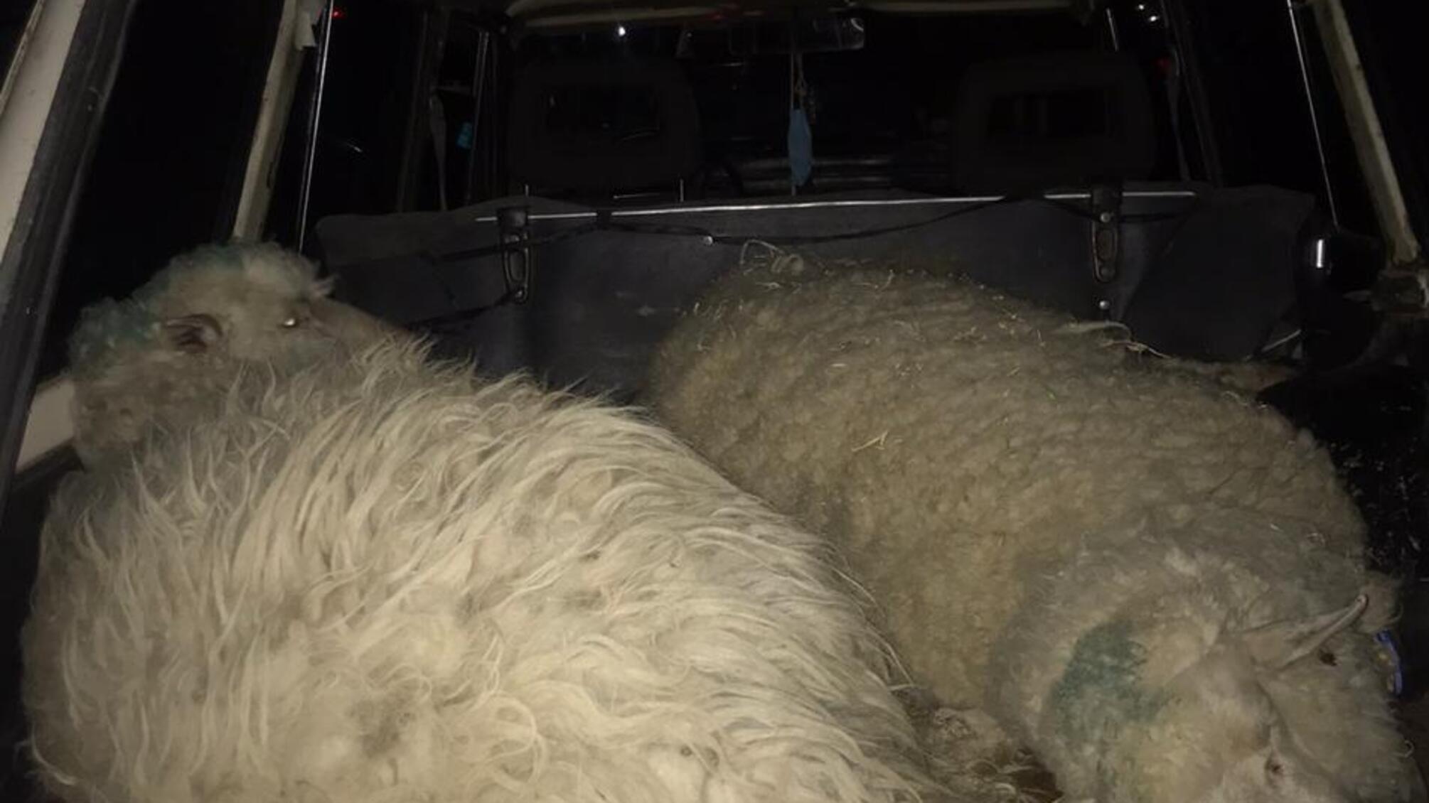 Ізмаїльські поліцейські викрили двох місцевих жителів у крадіжці овець