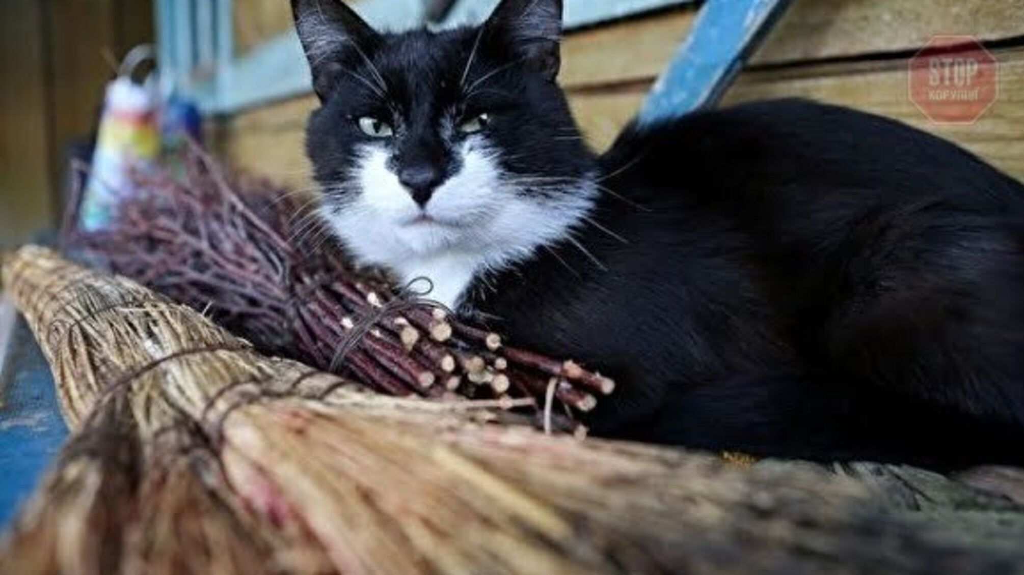 У Росії вперше виявили COVID-19 у кішки