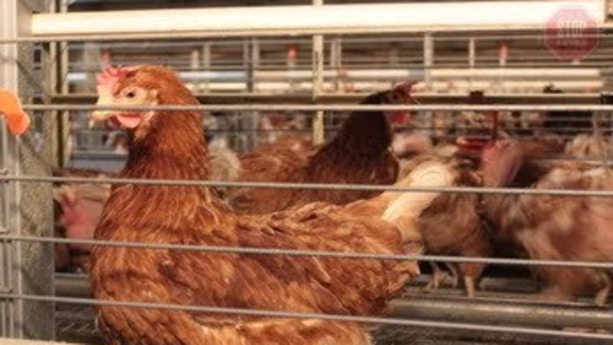 На Кременчугской птицефабрике случилась многотысячная гибель кур