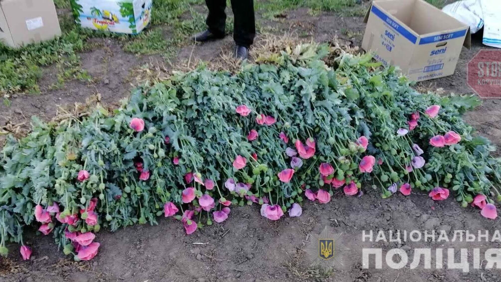 На Одещині чоловік вирощував снодійний мак