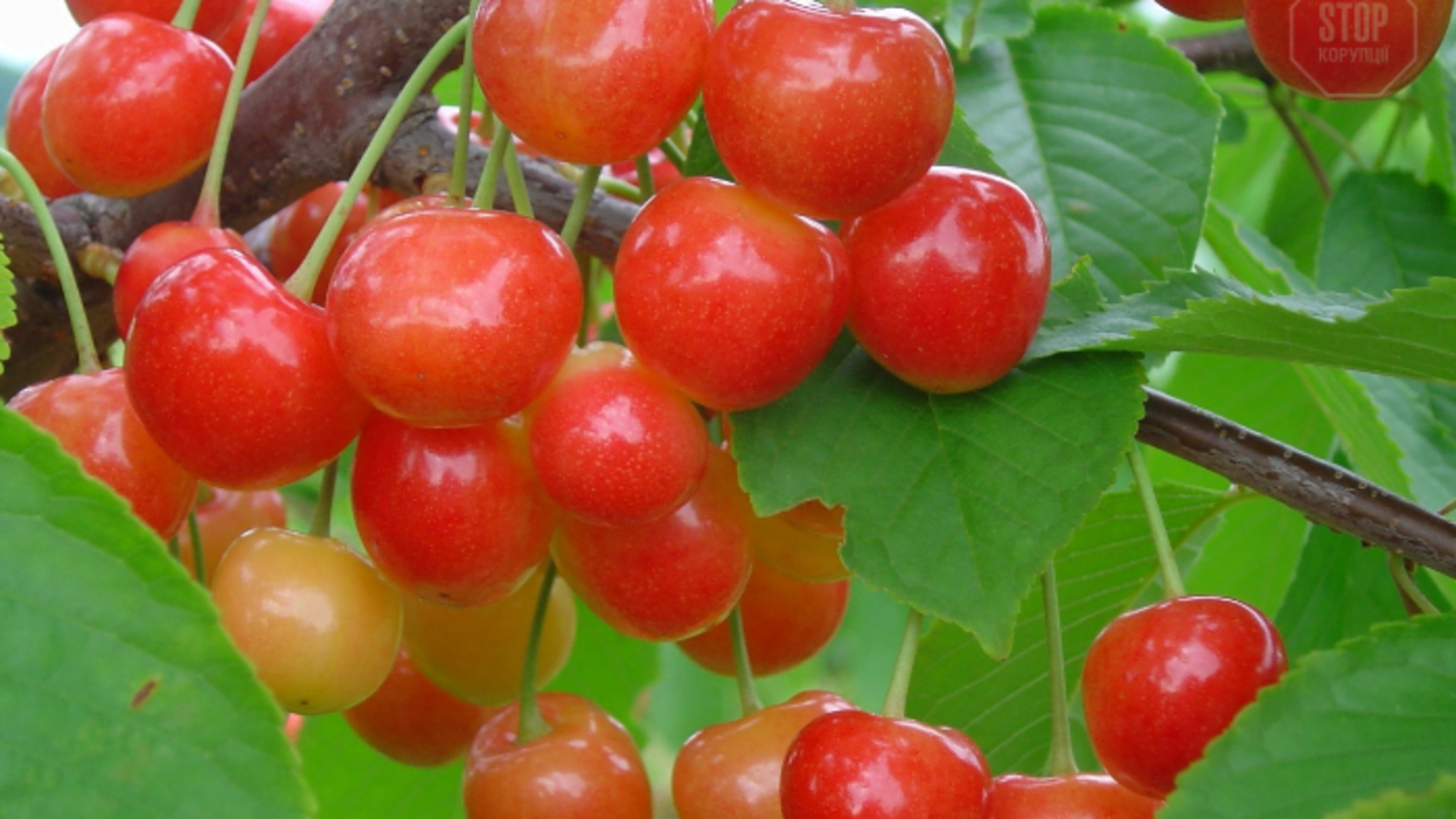 Незріла черешня чи впав із дерева: на Одещині помер 11-річний хлопчик