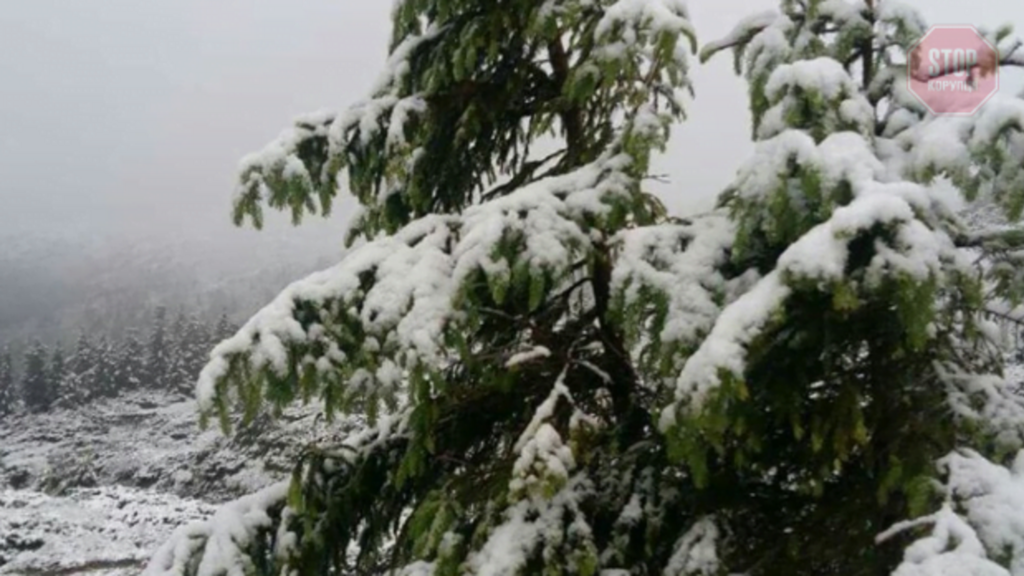 Травневий сніг: у Карпатах вхурделило (фото)