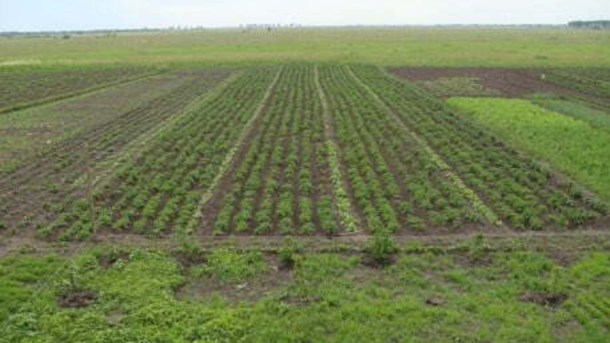 На Одещині фермер втратив через посуху весь урожай і наклав на себе руки