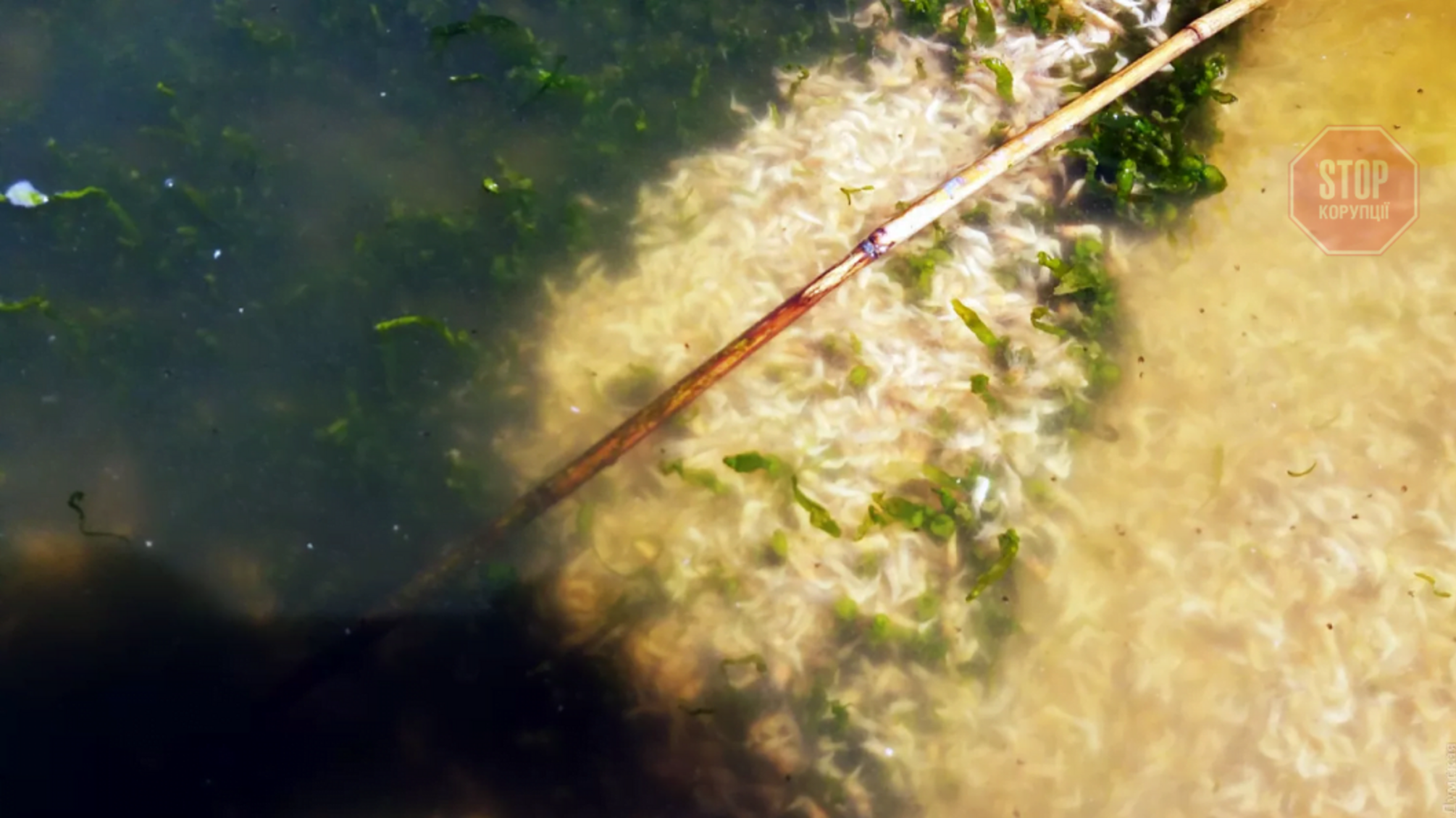 В Одеській області загинули тонни креветок (фото, відео)