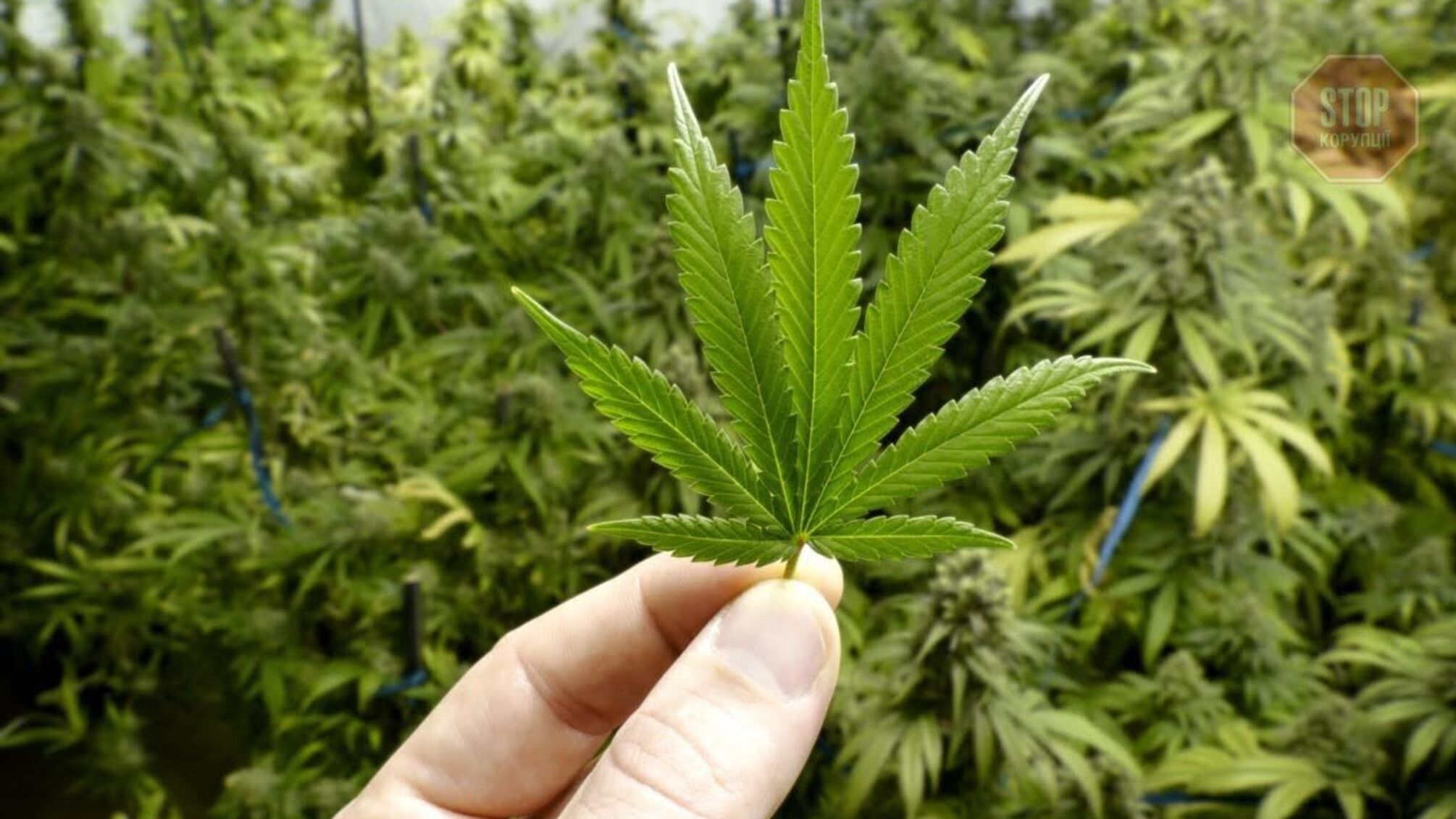 У Полтавській області правоохоронці затримали наркоторговця