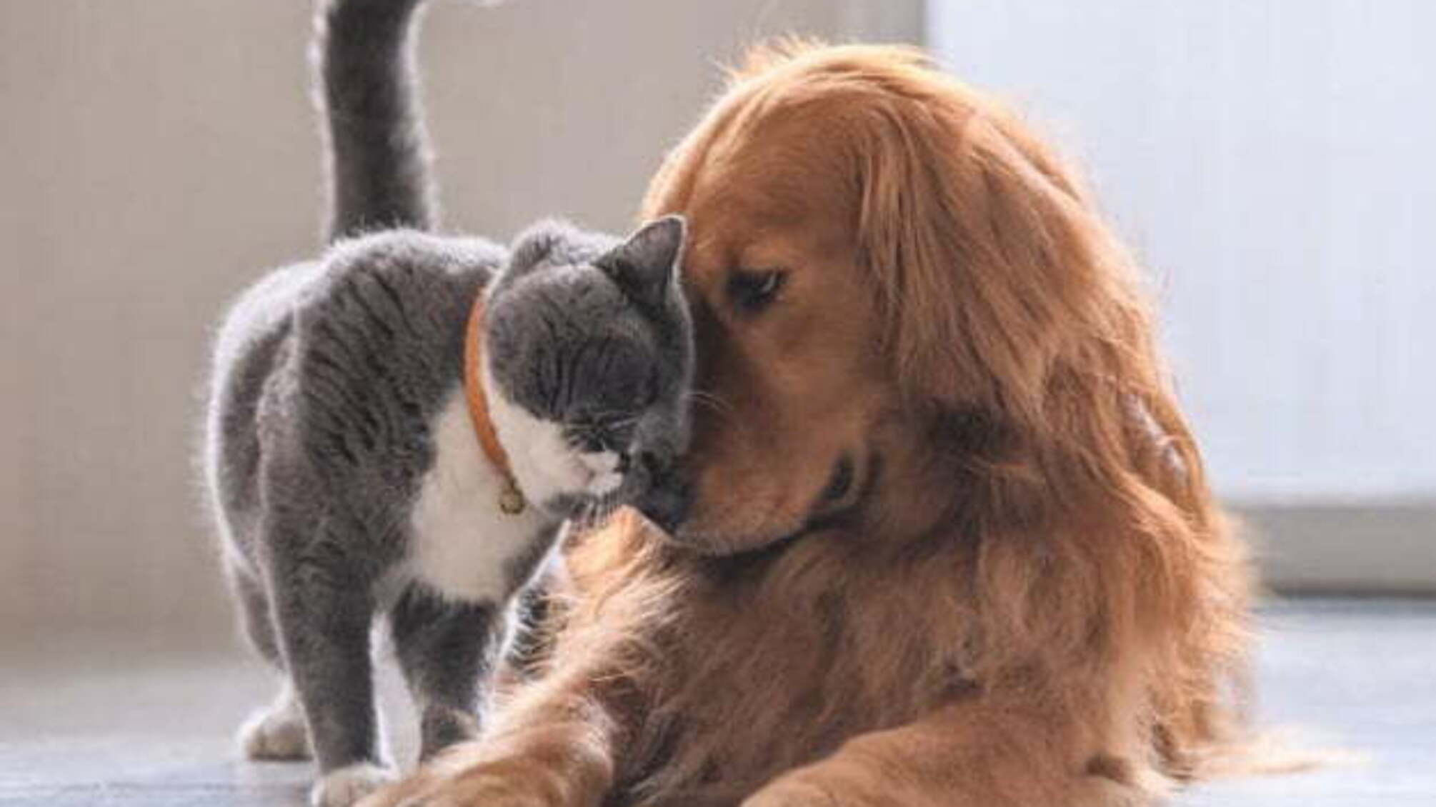 У США оприлюднили рекомендації для захисту домашніх тварин він COVID-19