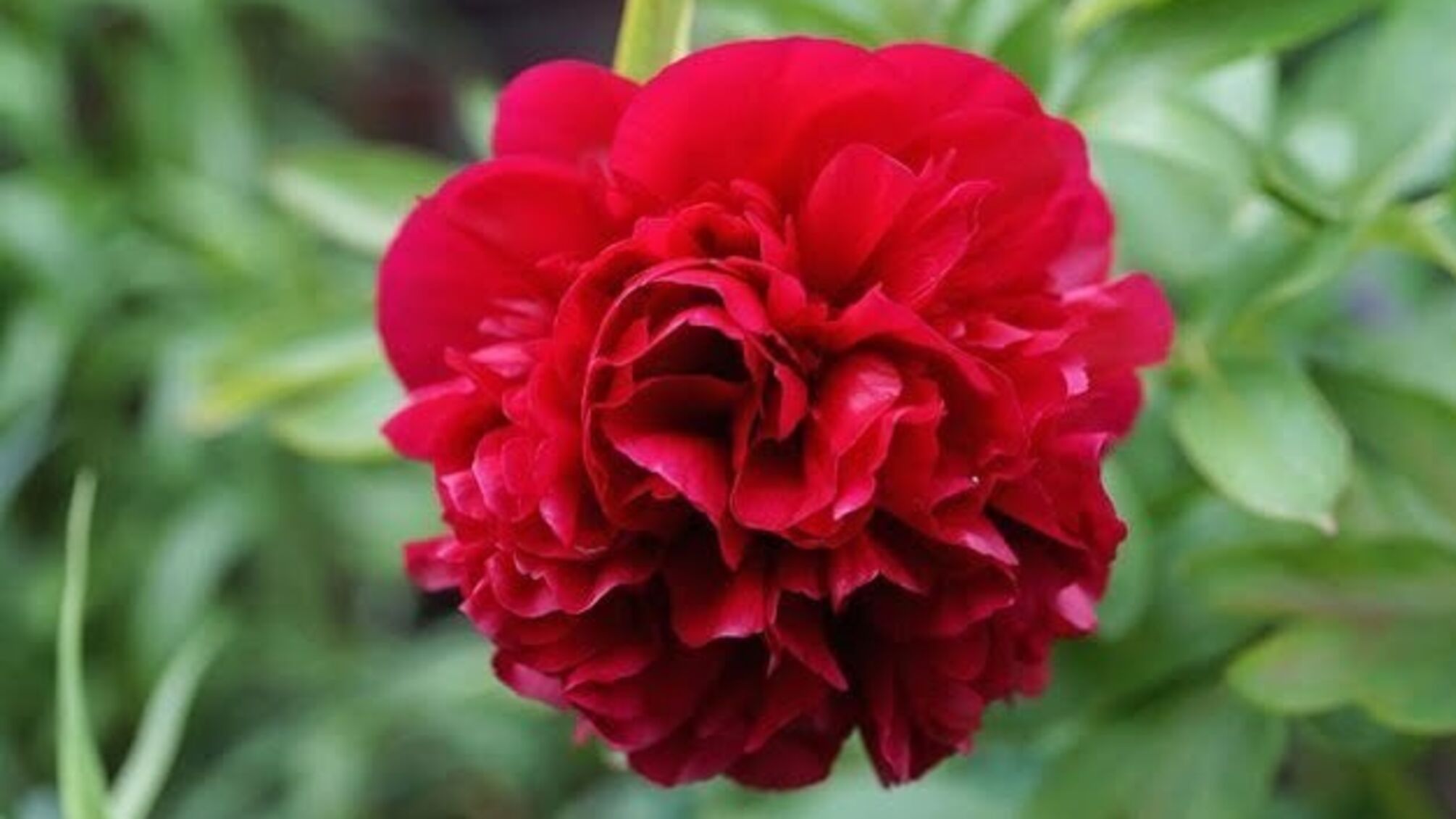 14 червня: народний календар і астровісник