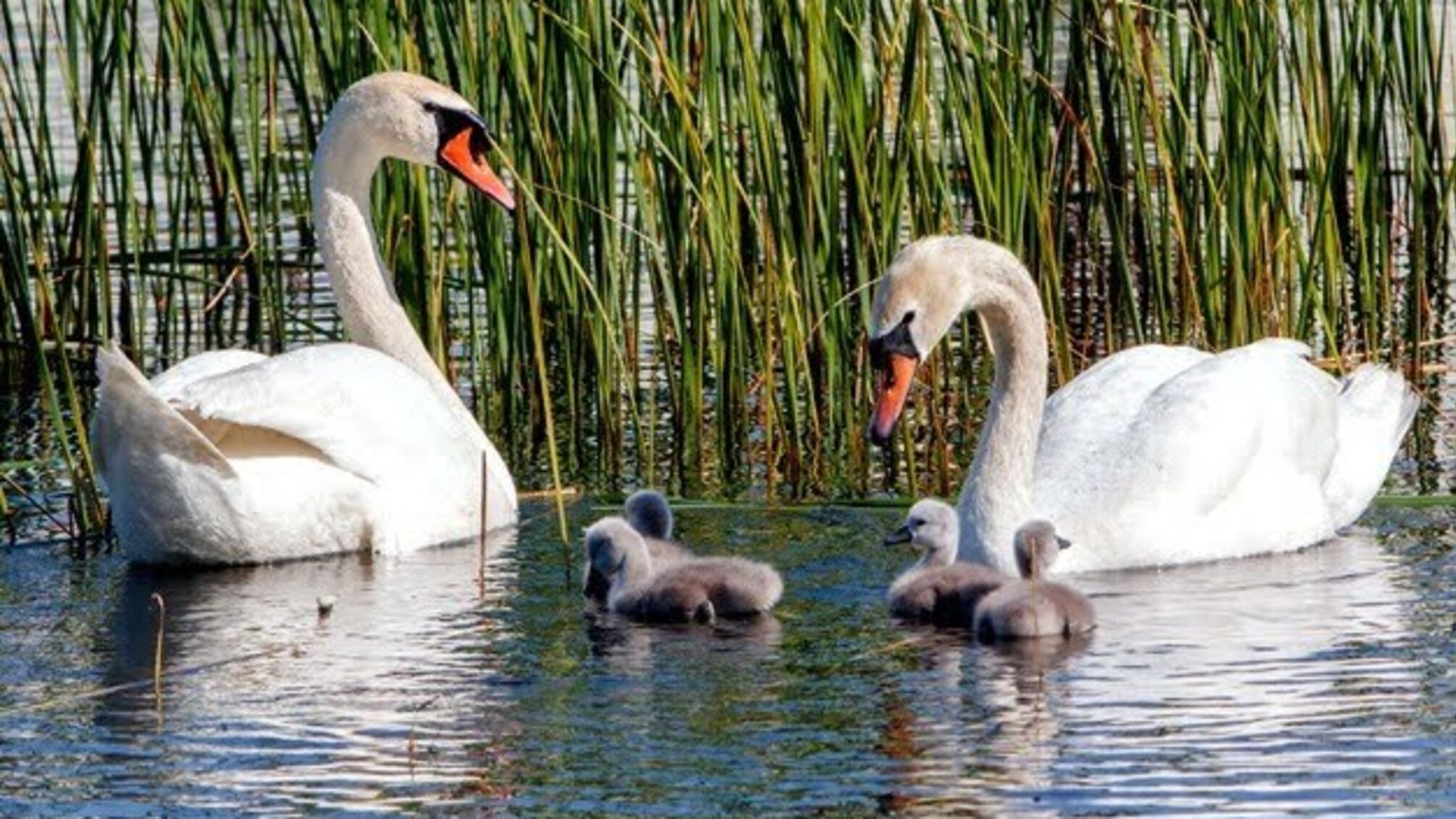 17 червня: народний календар і астровісник