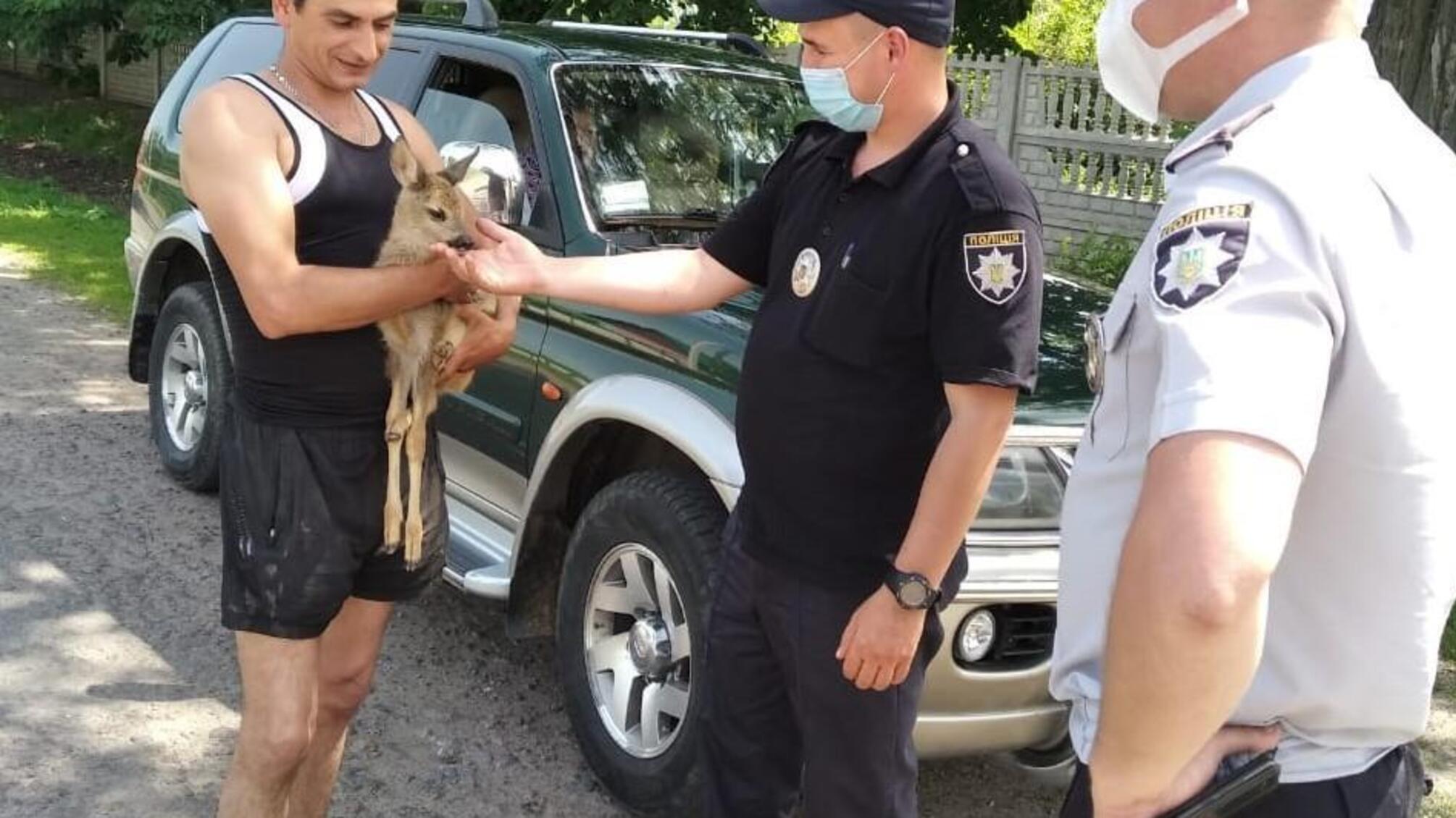 На Вінниччині поліцейські передали зоопарку маля козулі, яке виявили під час відпрацювання району