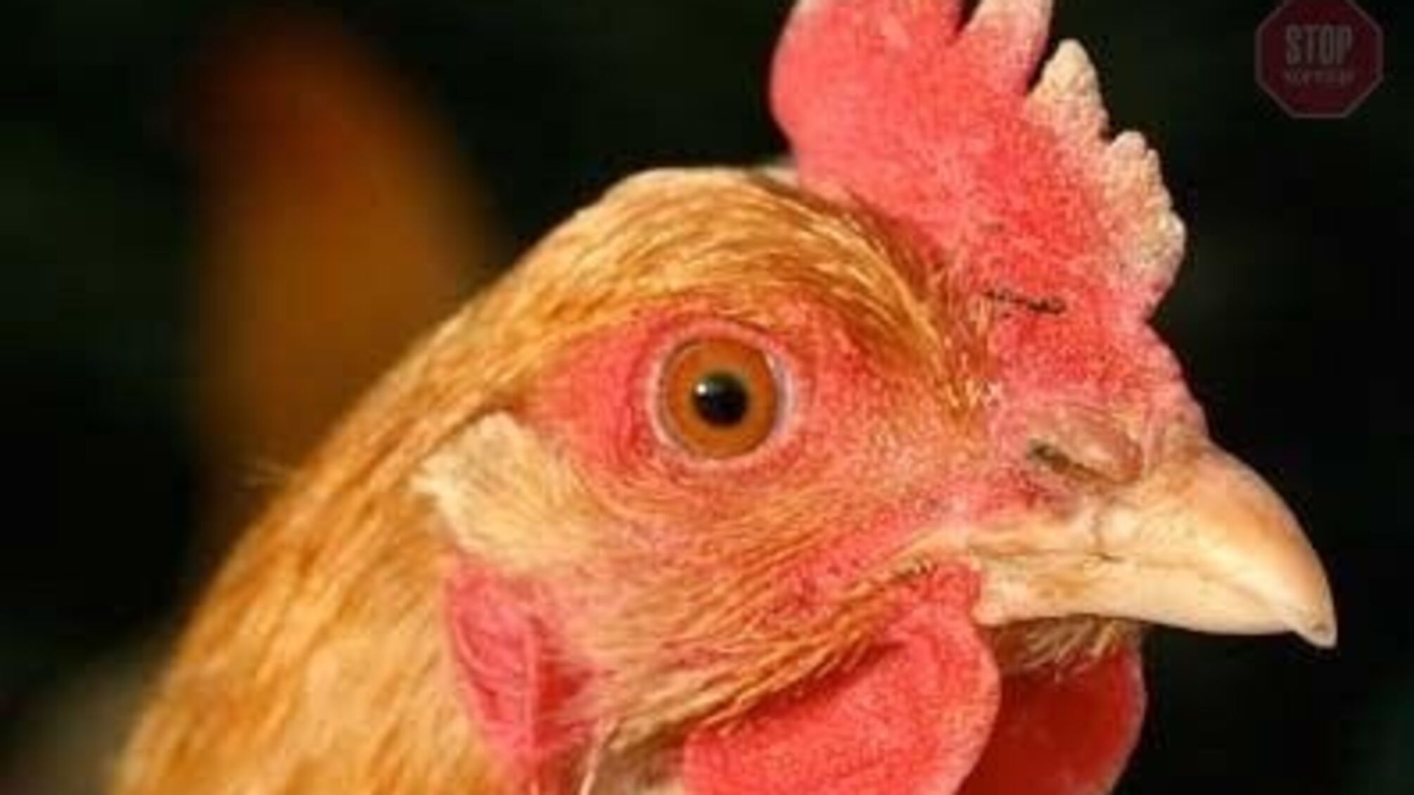 На птахофабриці на Волині стався спалах COVID-19