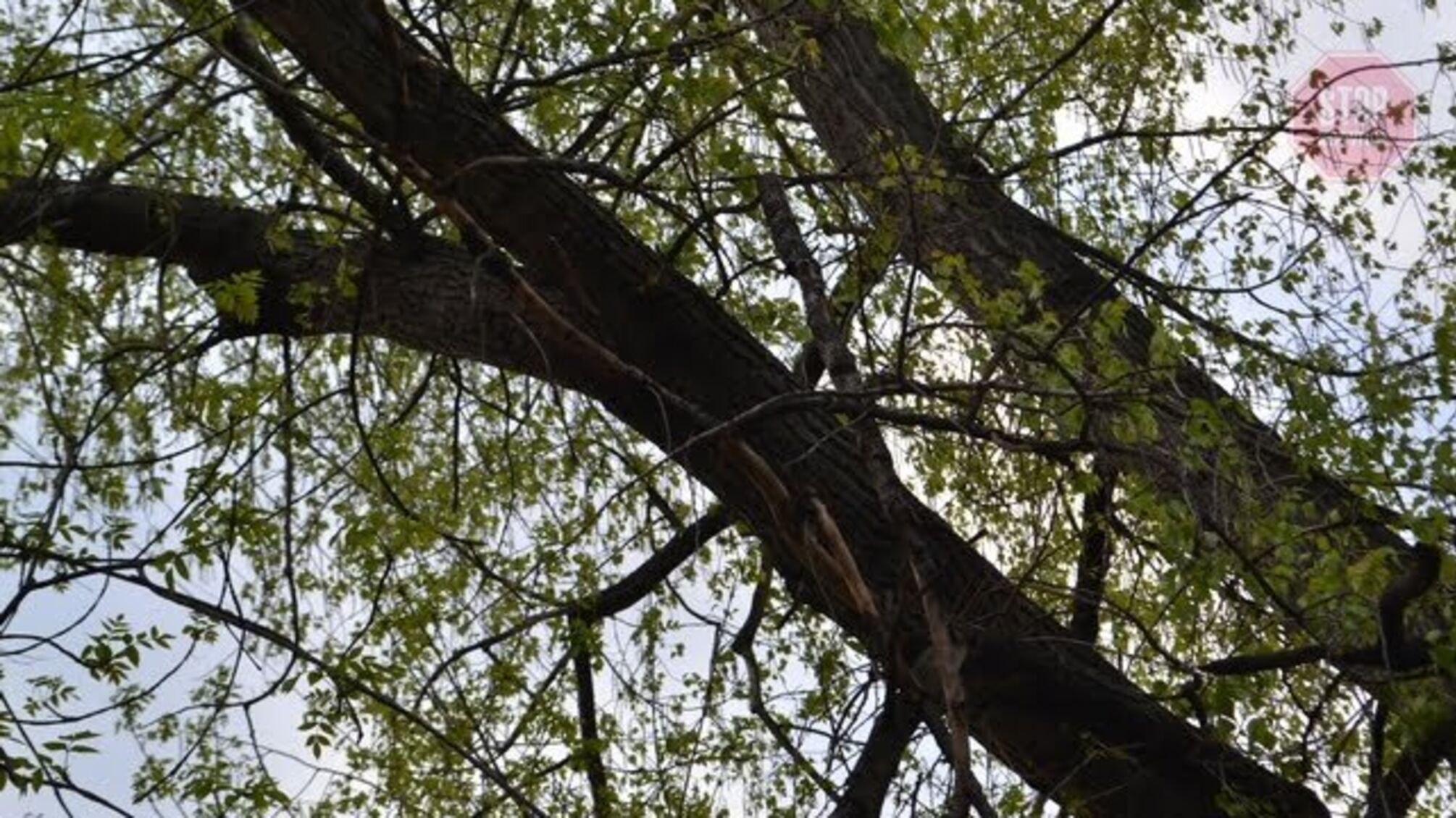 У Харківській області гілка вбила працівника сільради