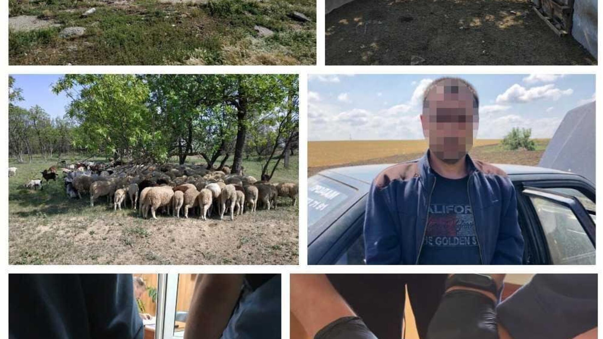 Ізмаїльські поліцейські затримали зловмисника, який викрав у жителя району худоби на 300 тисяч гривень