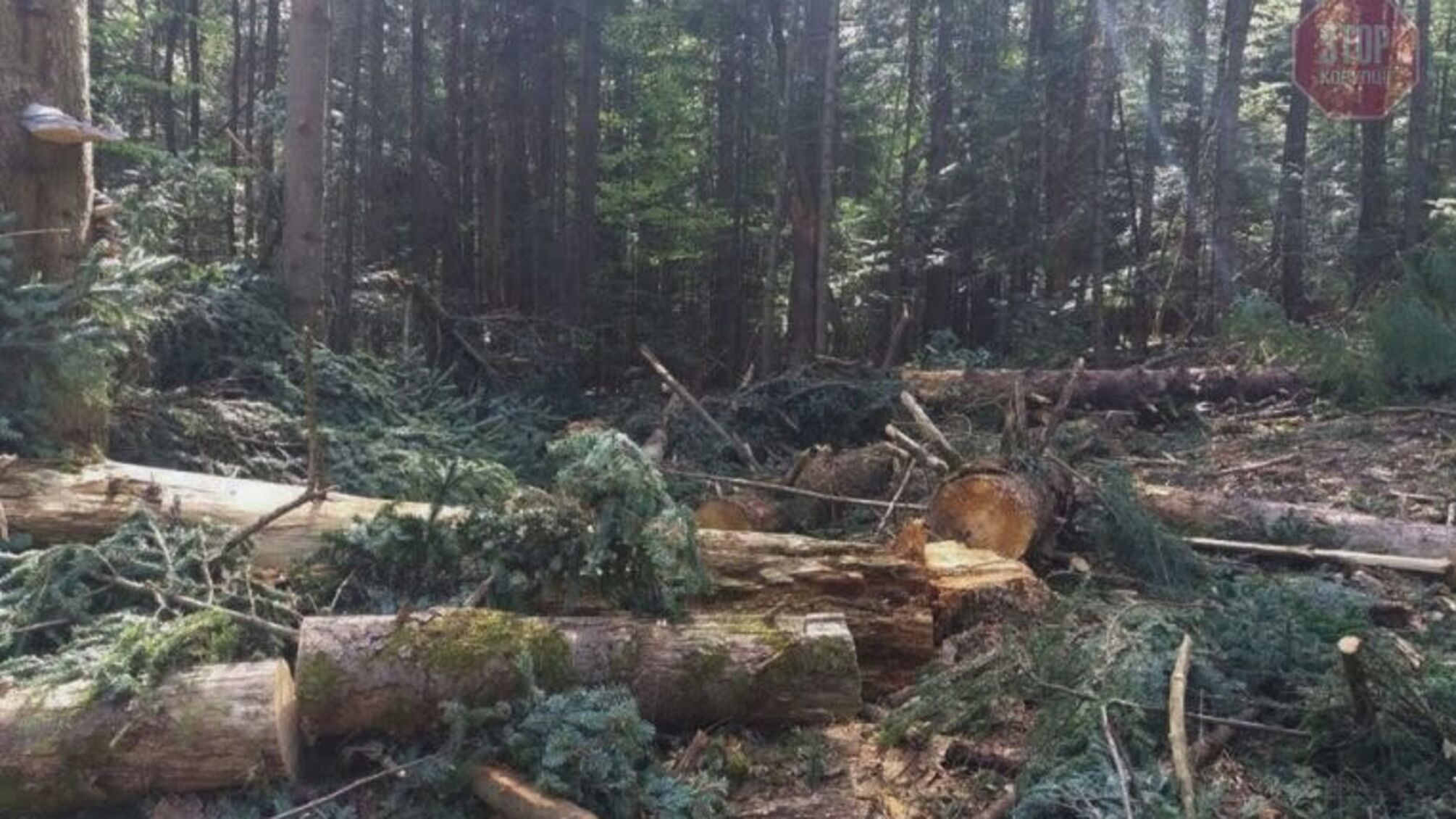 В Україні почнеться інвентарізація лісів - Рада ухвалила закон
