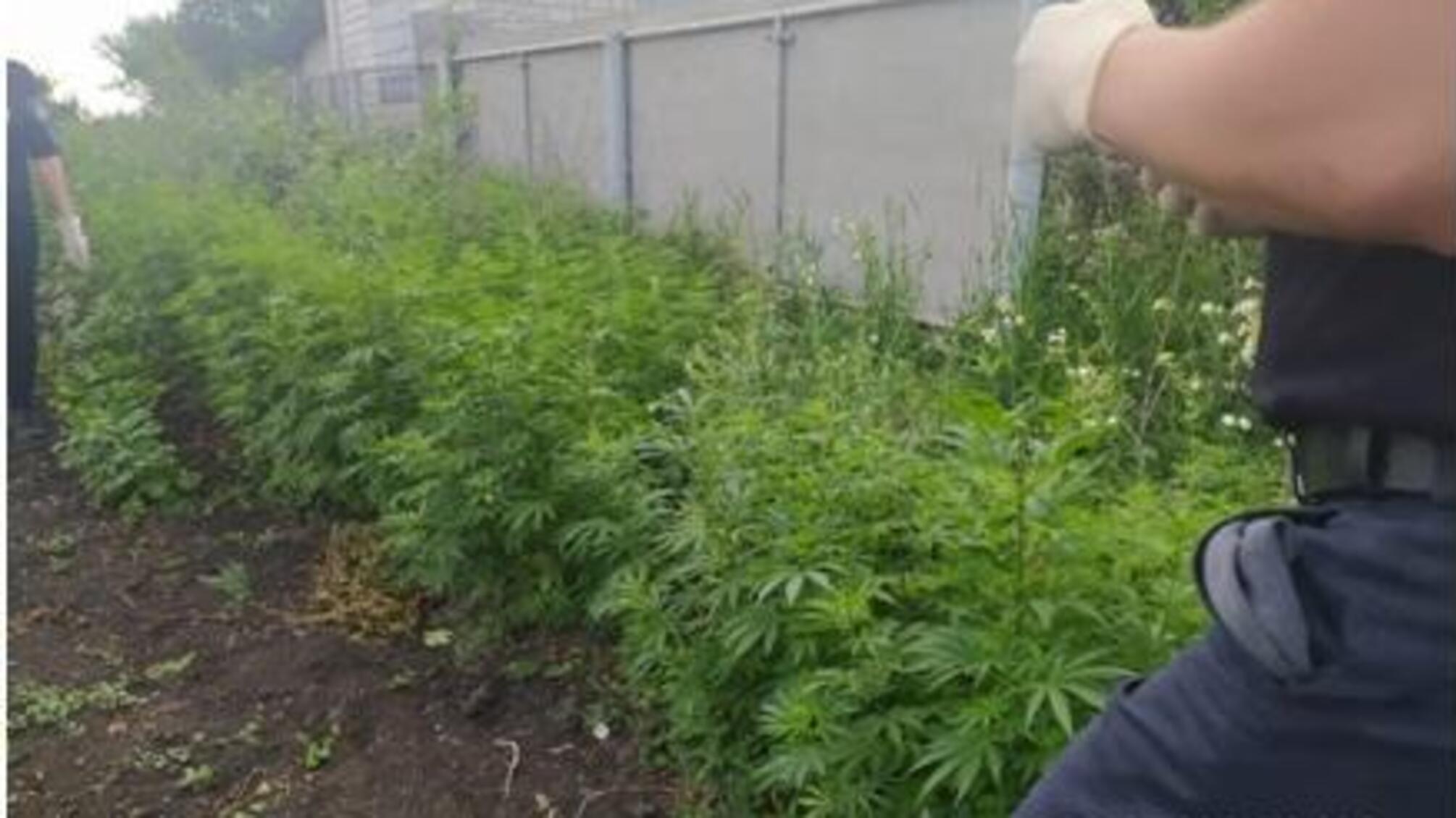 Любашівські поліцейські притягують до кримінальної відповідальності жителя району за вирощування конопель