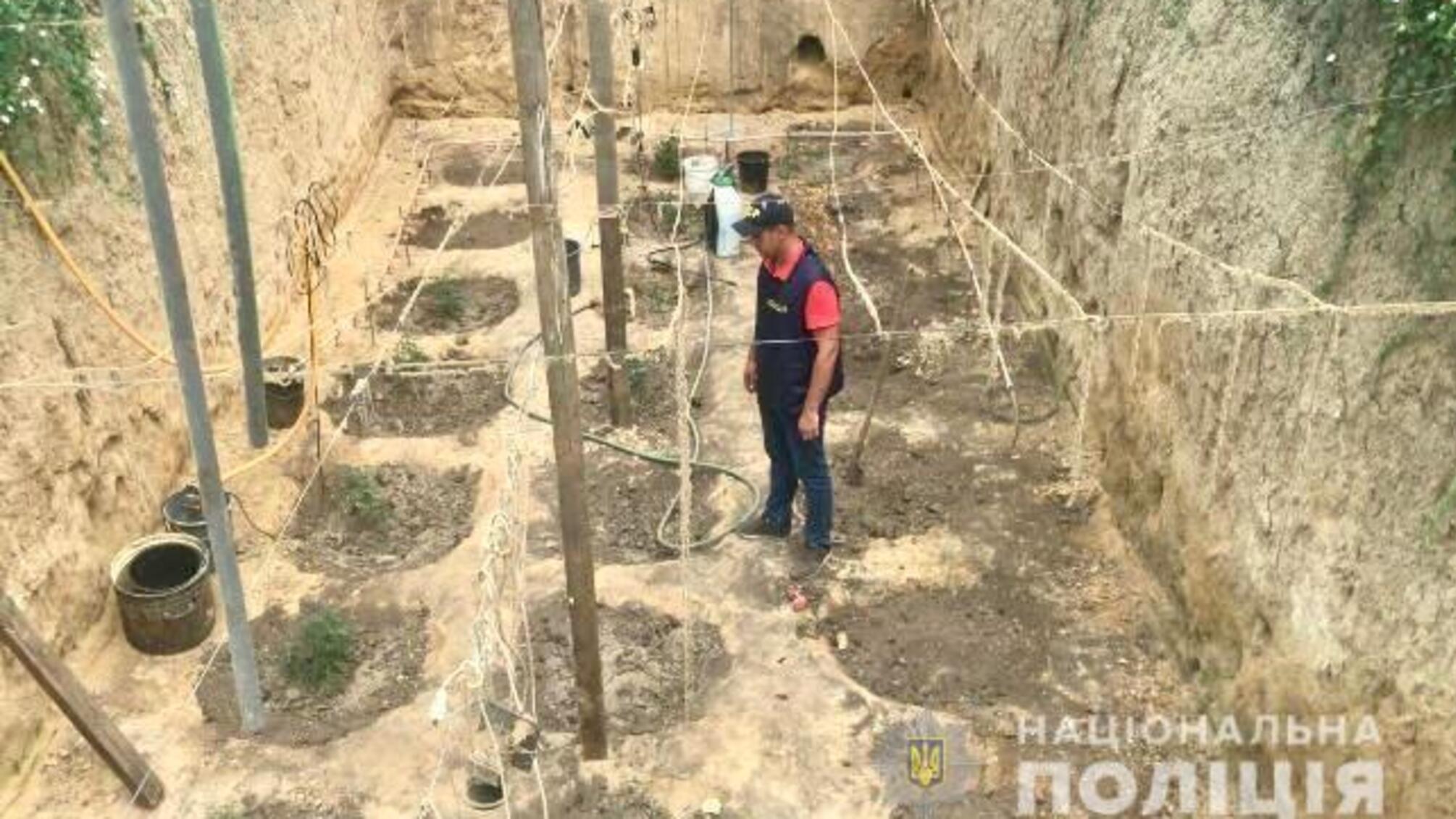 Херсонські поліцейські затримали групу наркоділків за незаконне вирощування марихуани загальною вартістю близько мільйона гривень