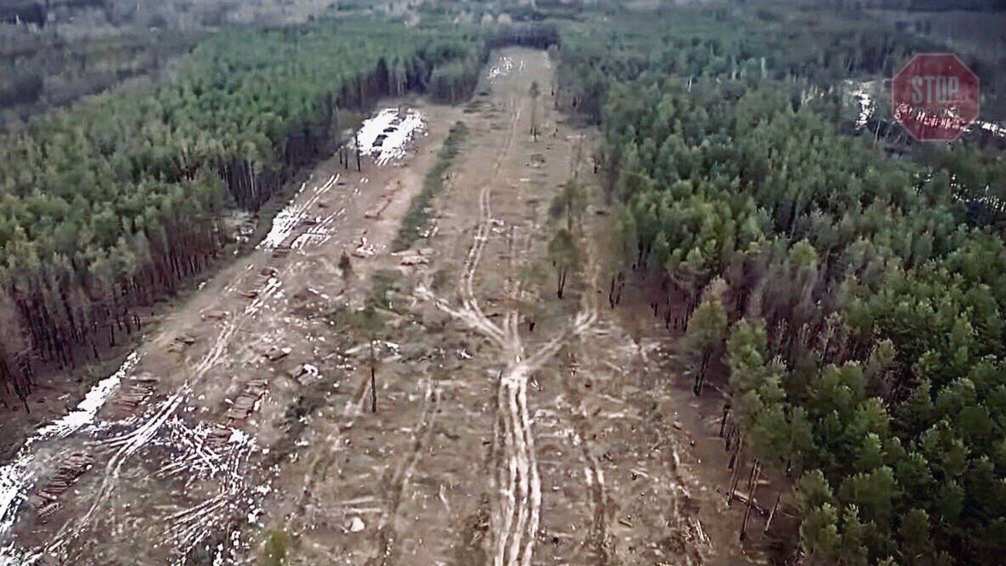 В Україні проводитимуть інвентарізацію лісу - Зеленський підписав закон