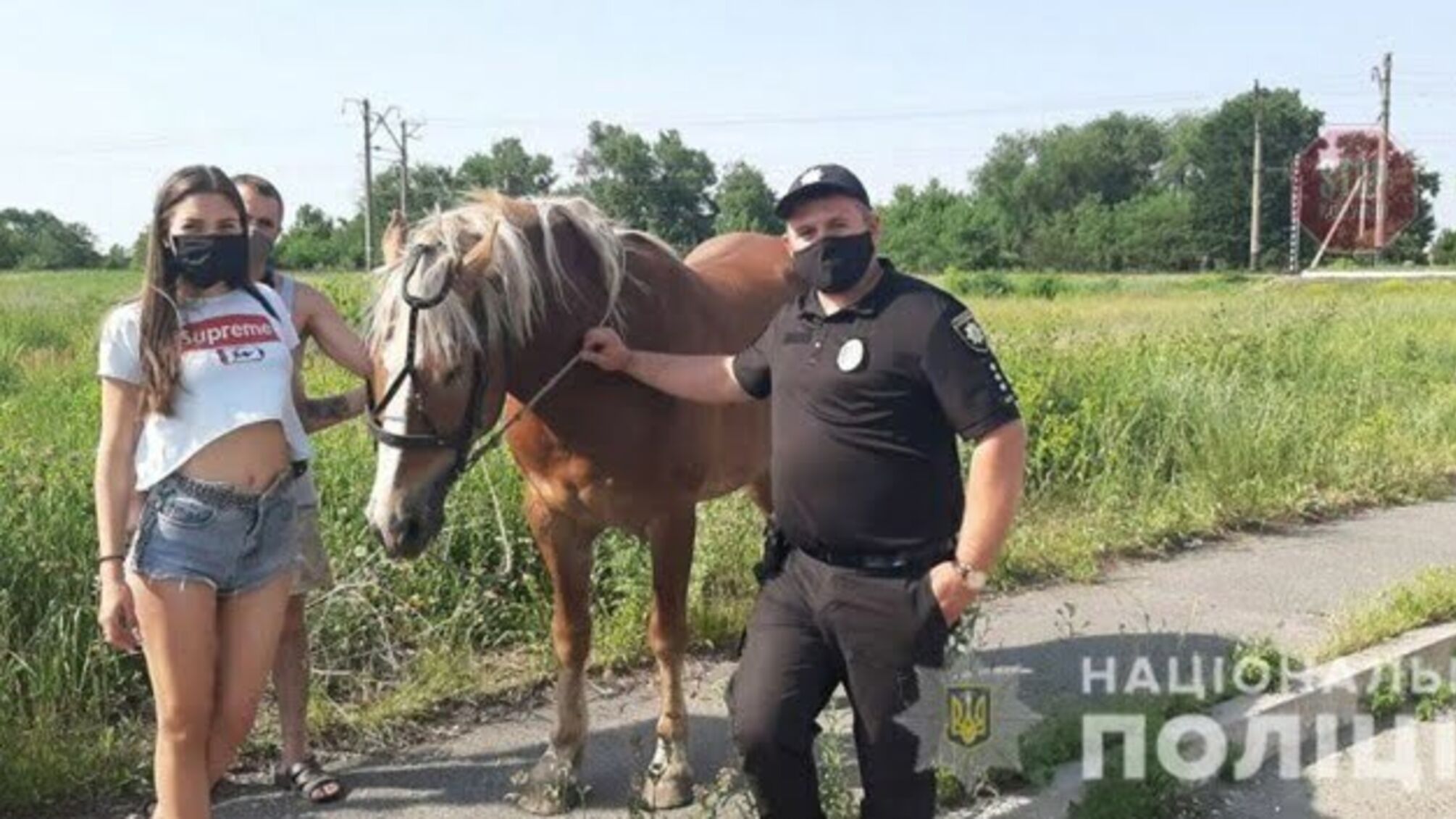 На Дніпропетровщині поліція повернула дівчині вкраденого коня