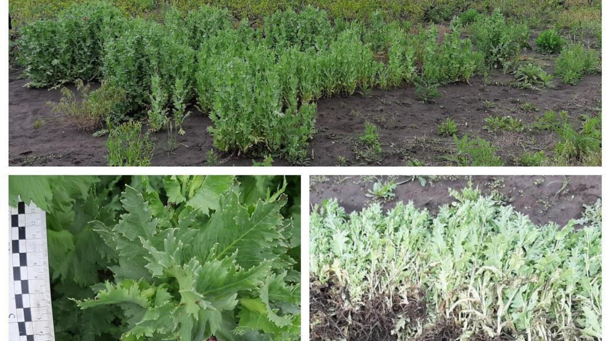 Поліцейські викрили жительку Тарутинського району в незаконному вирощуванні снодійного маку