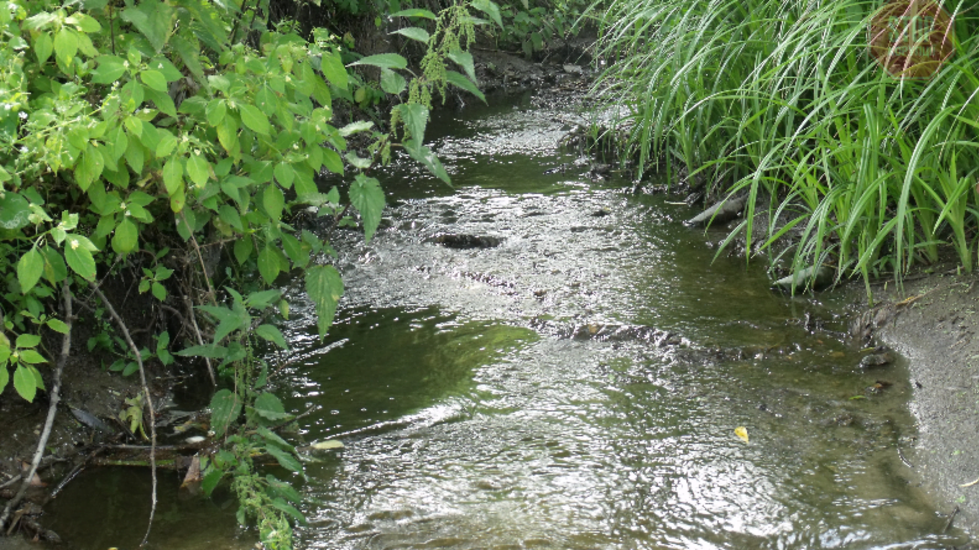 У Києві підрядник присвоїв мільйон гривень, виділених на розчищення річки Віта
