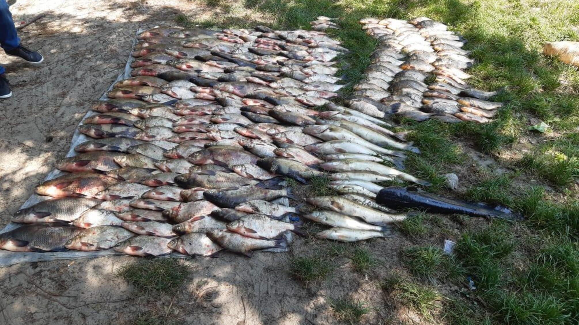 На Київщині поліція на воді затримала браконьєрів, які завдали збитків державі на понад 132 тисячі гривень