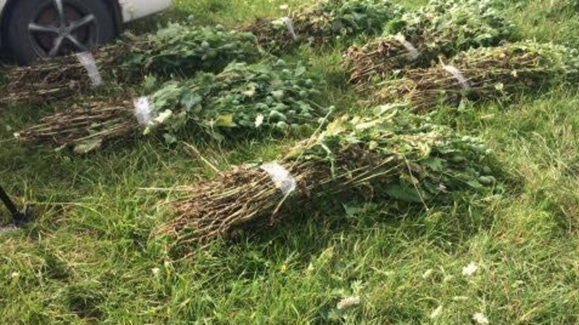 Операція «Мак»: протягом місяця поліцейські задокументували понад 800 фактів незаконного культивування наркосировини