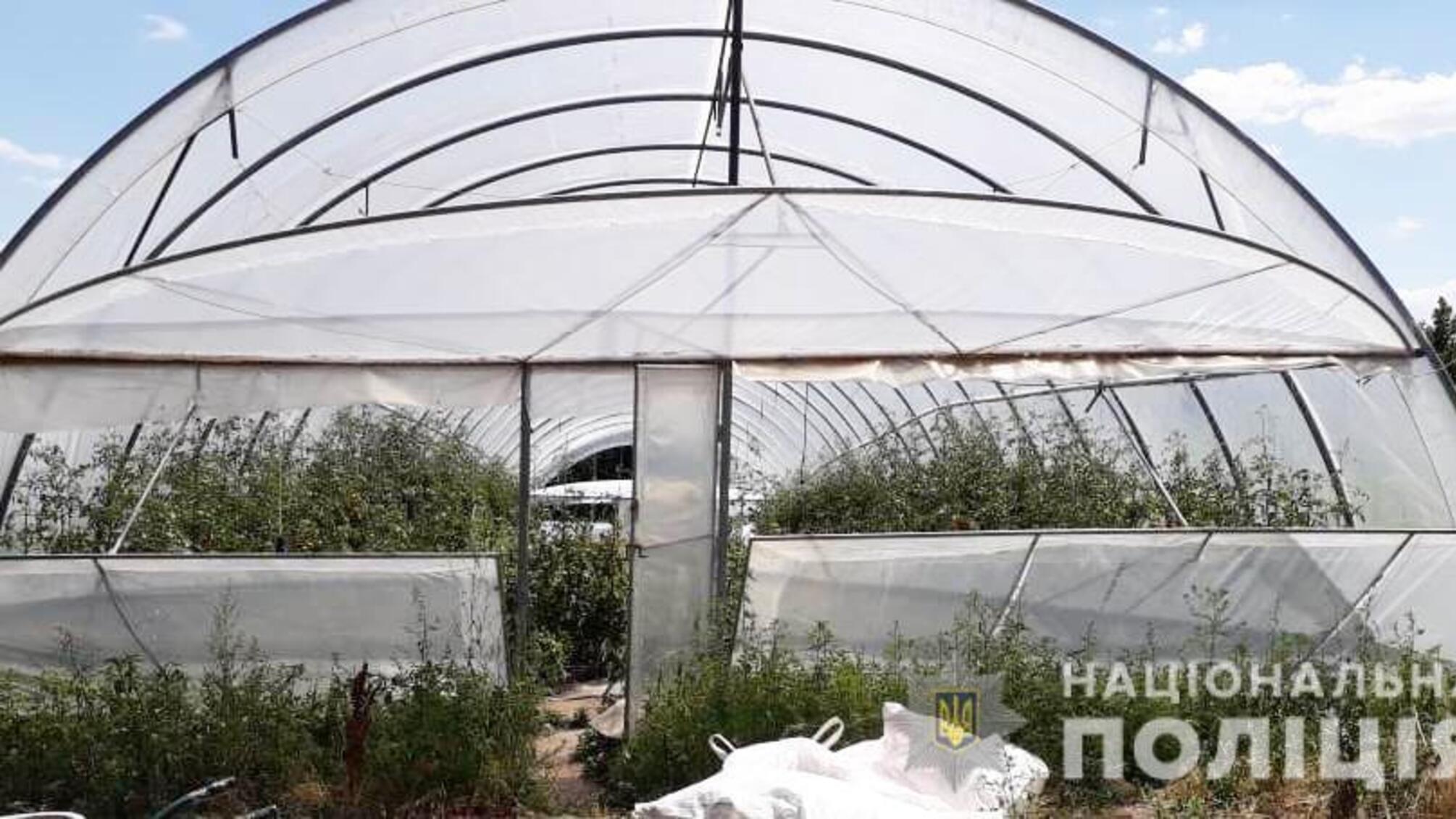 На Кіровоградщині поліцейські виявили теплиці з посівами близько тисячі рослин конопель