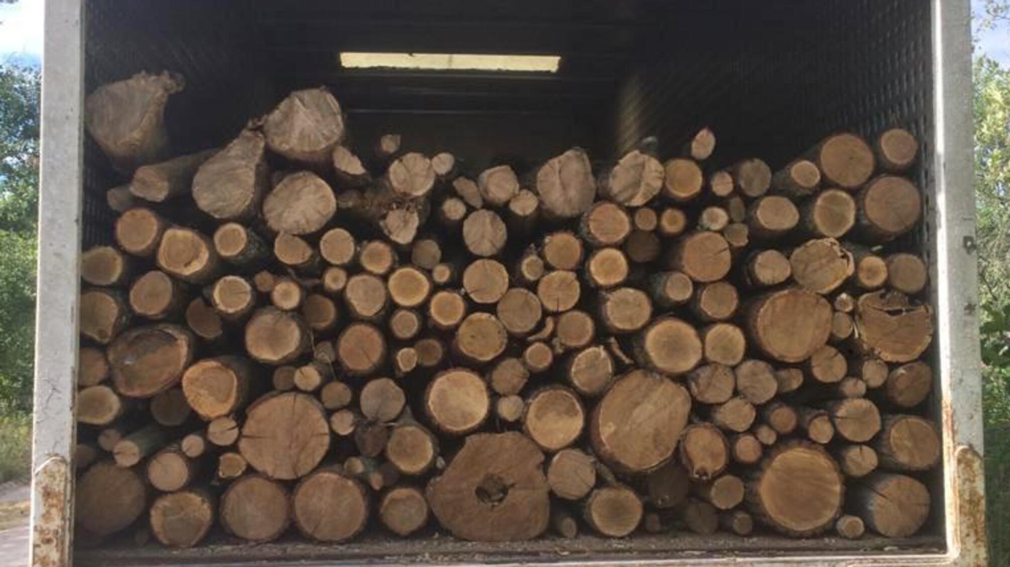 На Житомирщині поліція відкрила 16 кримінальних проваджень за час профілактики у сфері лісокористування