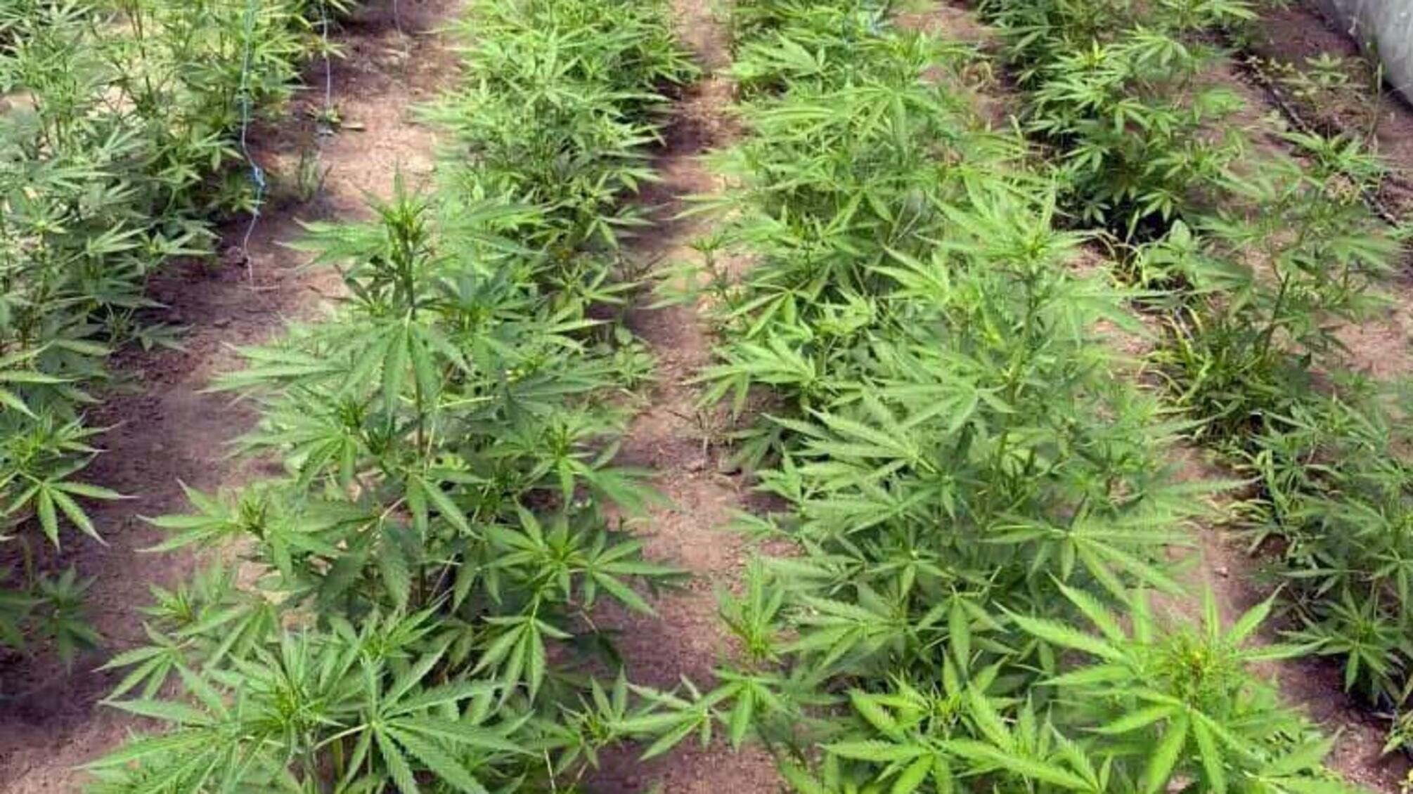 На Херсонщині поліцейські вилучили 760 кущів конопель у жителя Олешківського району