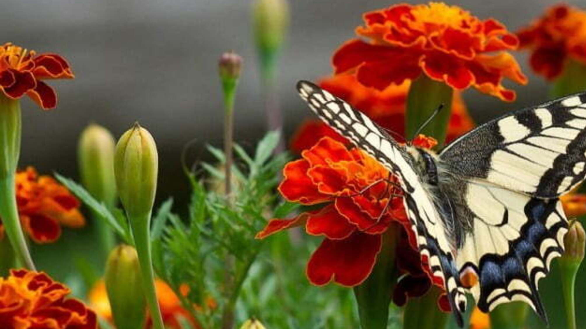 В Україну повертається 30-градусна спека