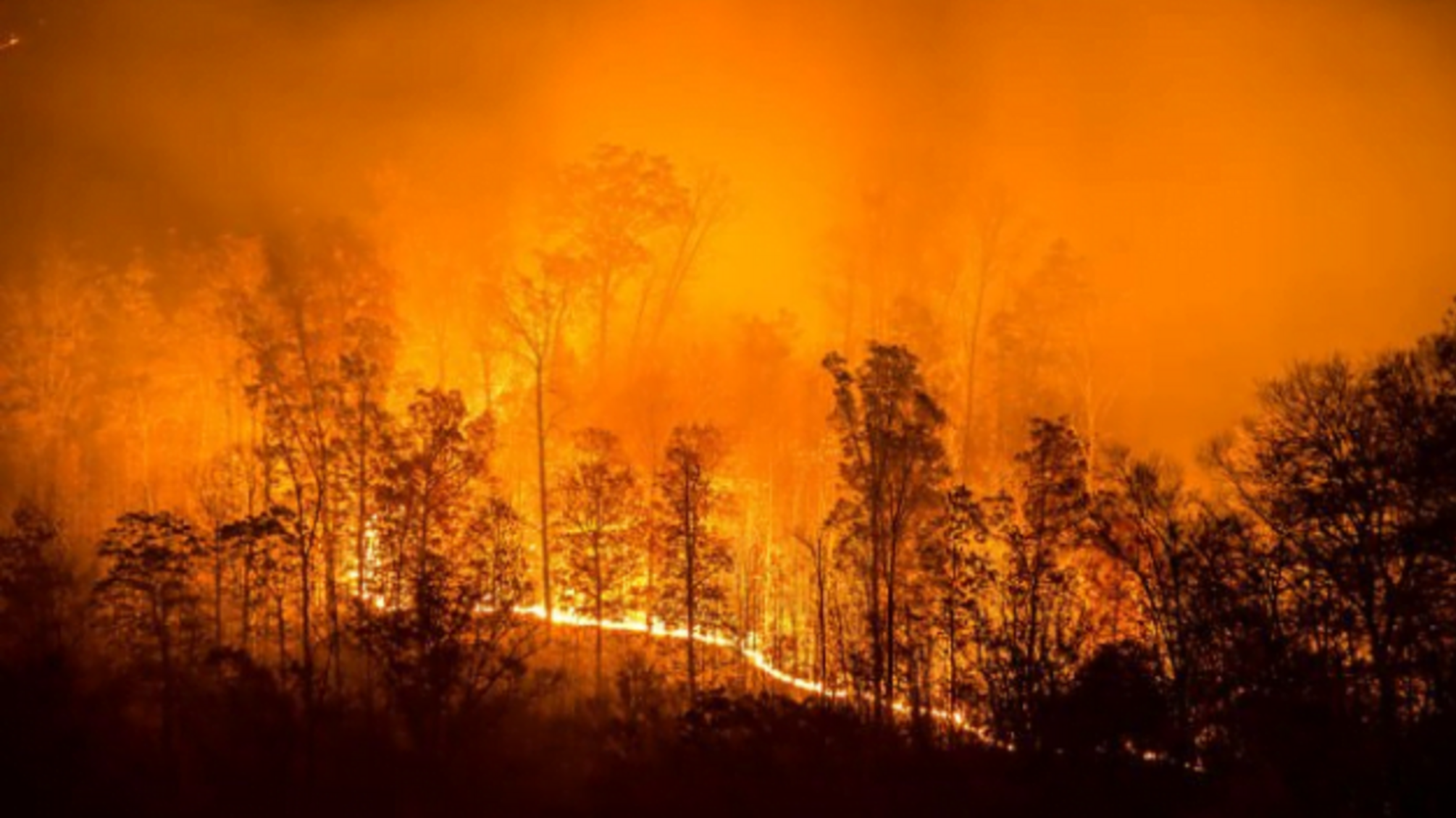 Лісові пожежі у США: сім штатів оголосили 'червоний' рівень небезпеки