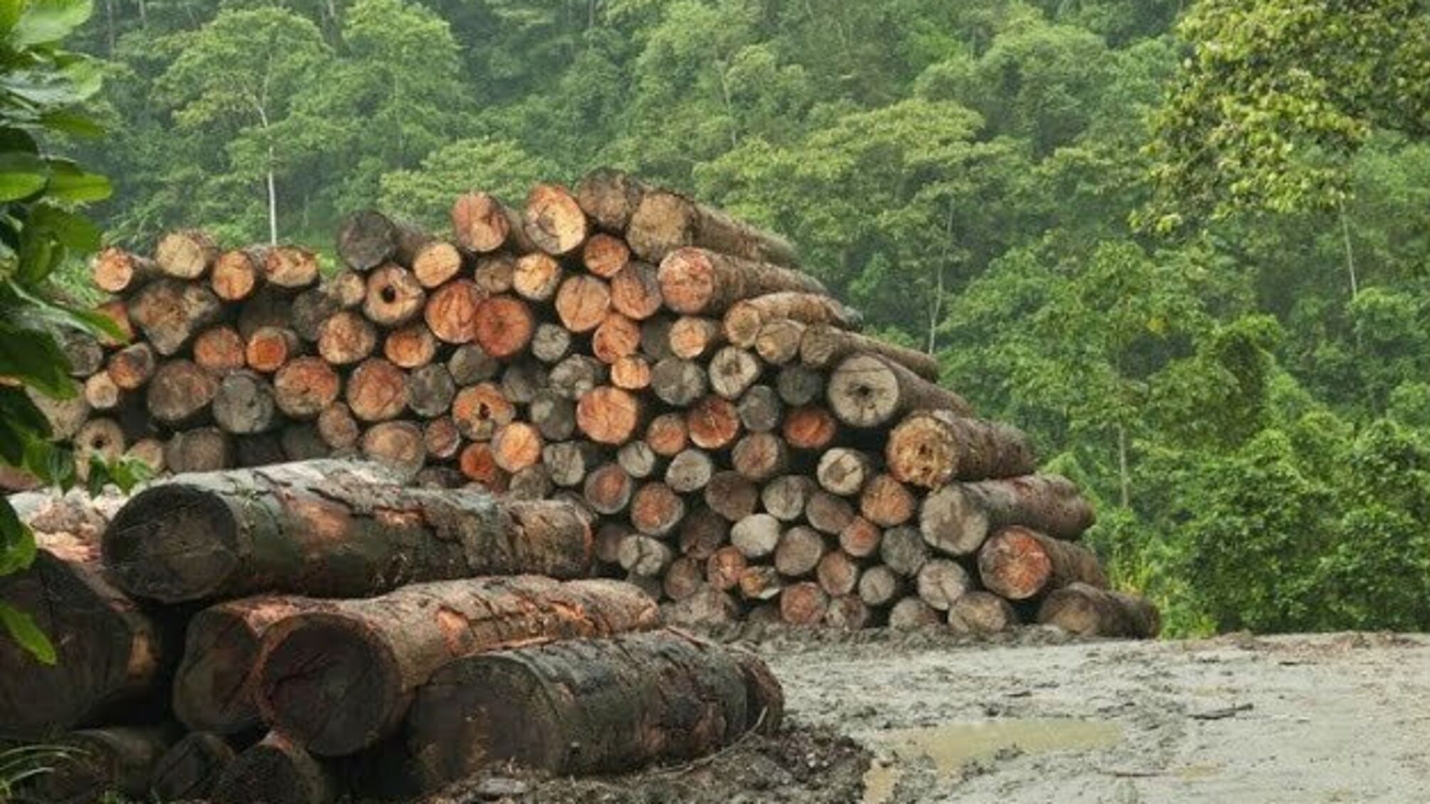 Кремль не бачать загрози екології від вирубки лісів на Байкалі