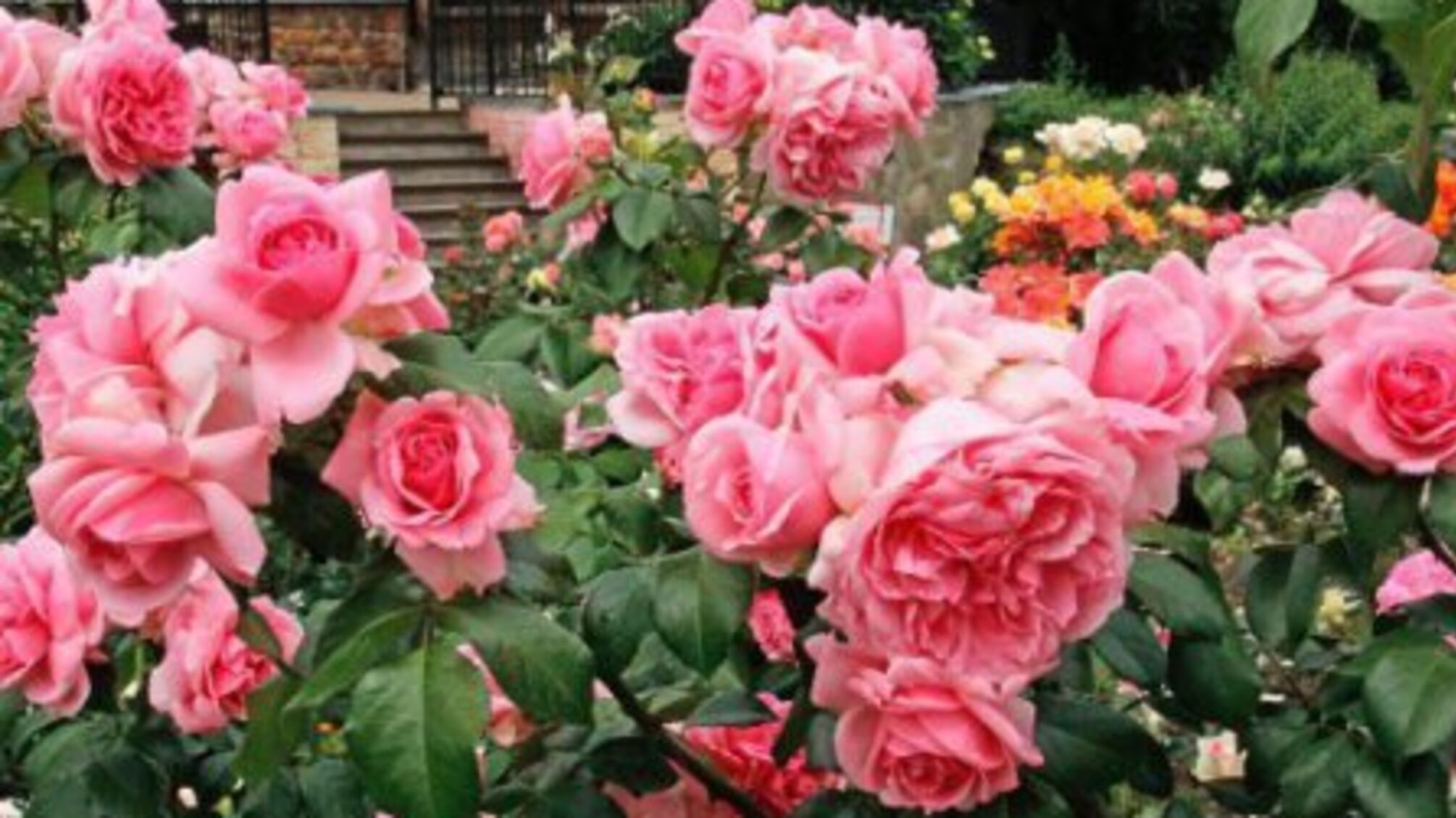 Краса зашкалює: показали дивовижні троянди, які кожен захоче мати8