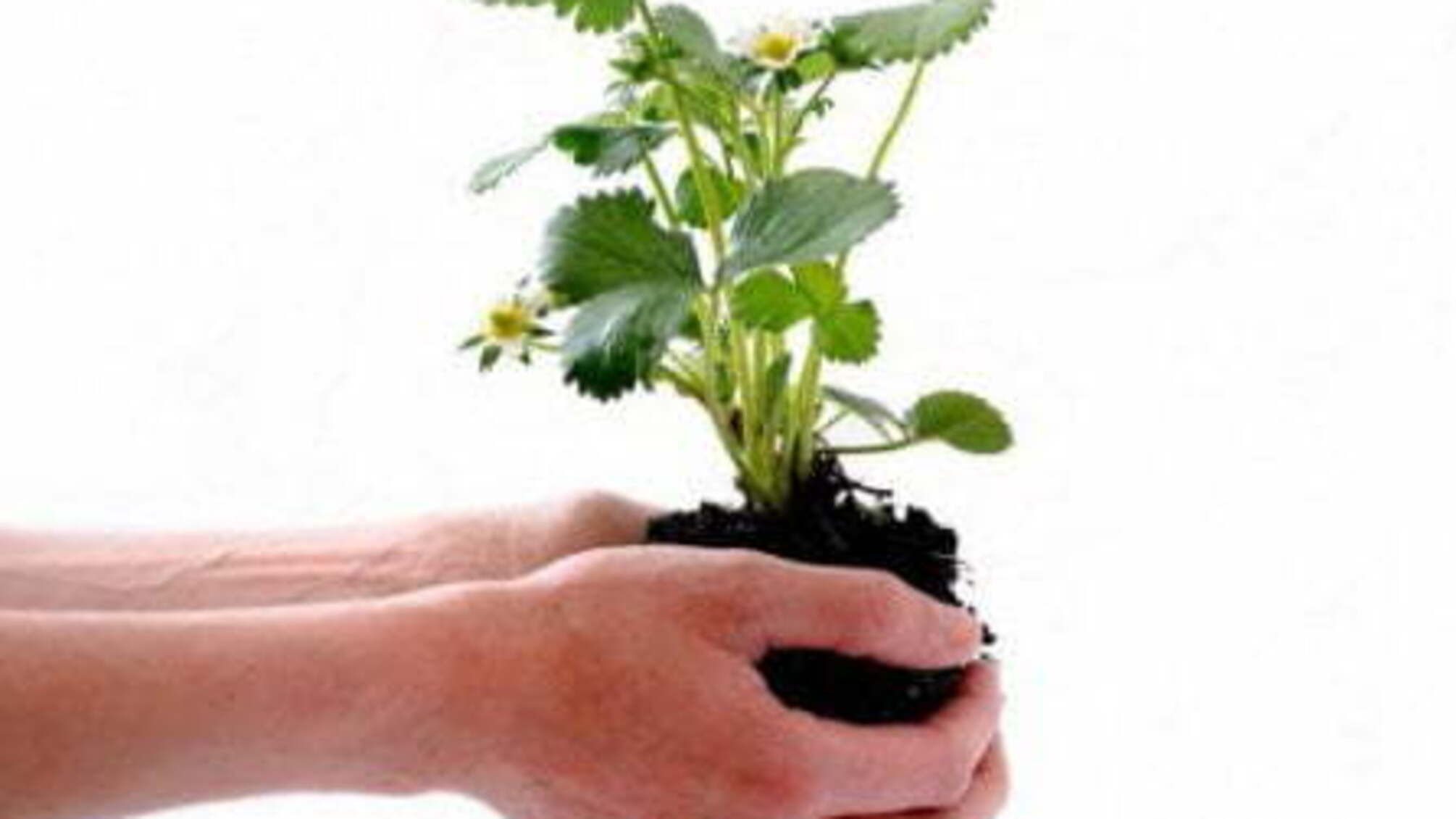 Будуть продавати землю: експерт розповів про наслідки введення нового податку