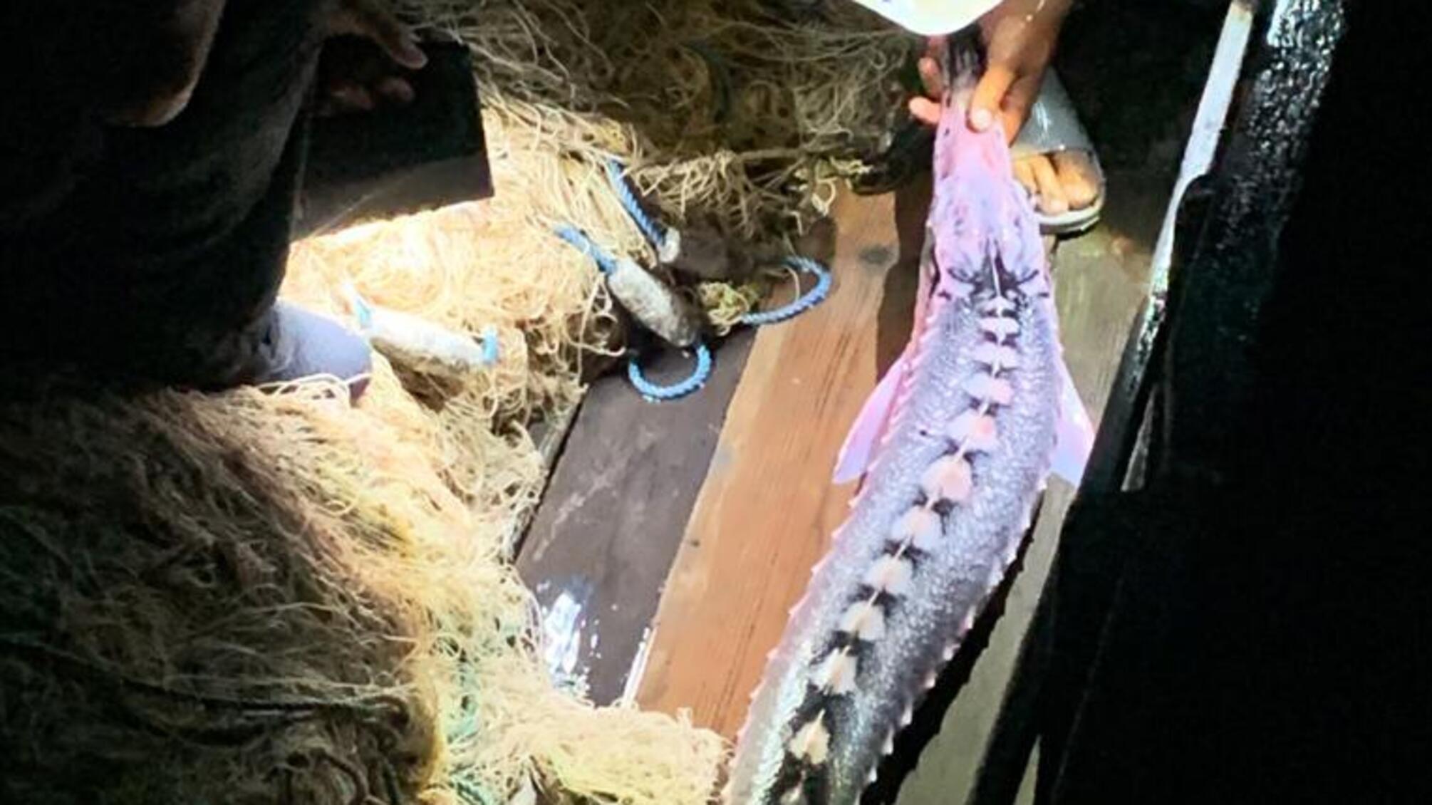 Під час рейду на Дунаї в Кілійському районі поліцейські з рибоохороним патрулем викрили двох браконьєрів