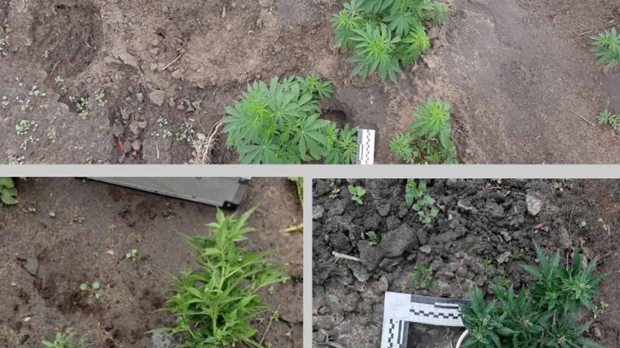 Тарутинські поліцейські викрили жителя району у незаконному вирощуванні конопель