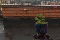 У Тернополі злочинець на даху дев'ятиповерхівки вирощував коноплю (фото)