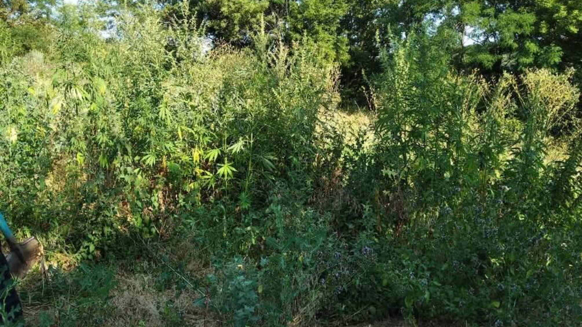 Понад півсотні кущів конопель виявили поліцейські на присадибній ділянці жителя Подільського району